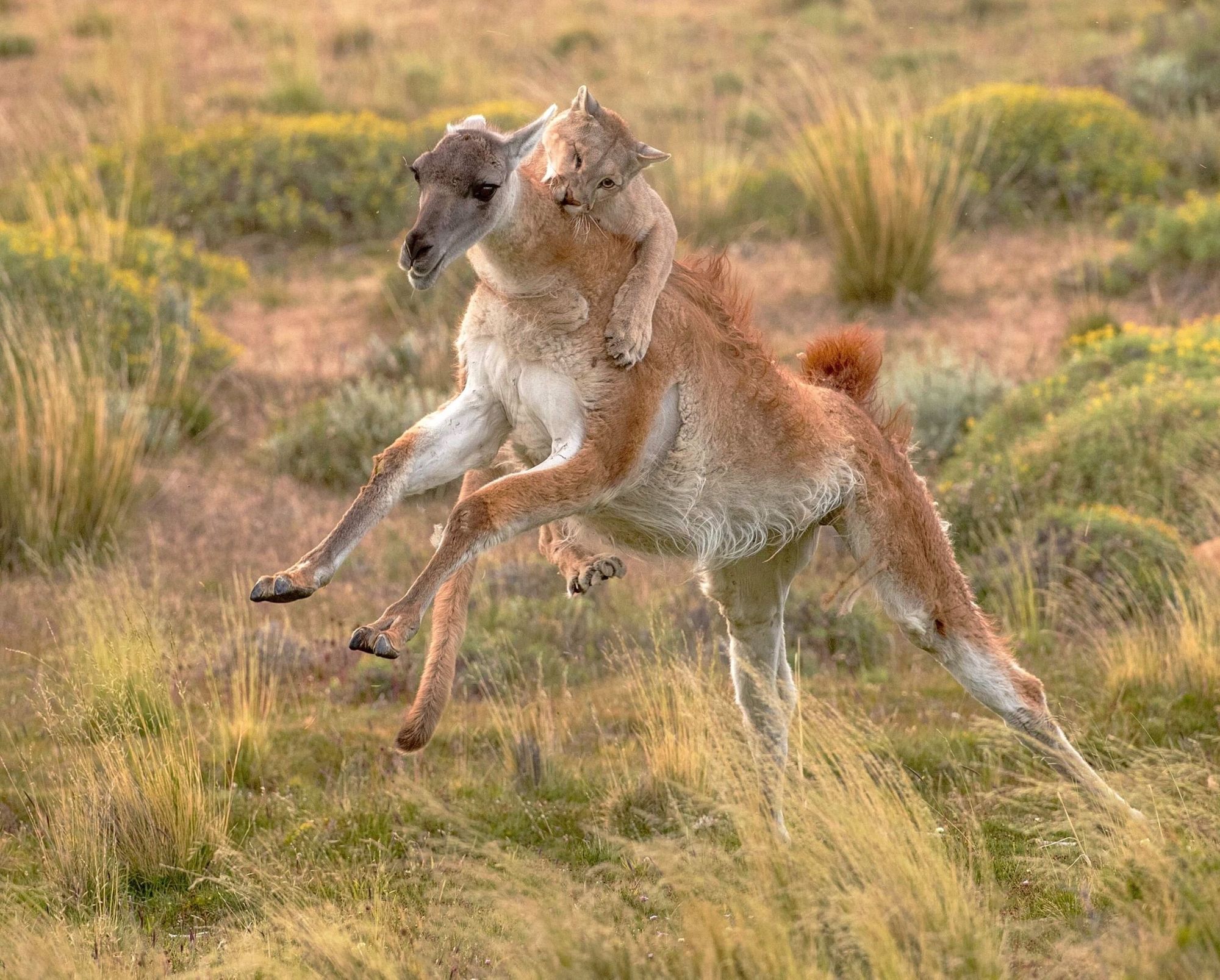 Pumas are ambush predators, sneaking up then unleashing explosive pace to catch guanacos, as pictured above. Photo: Getty