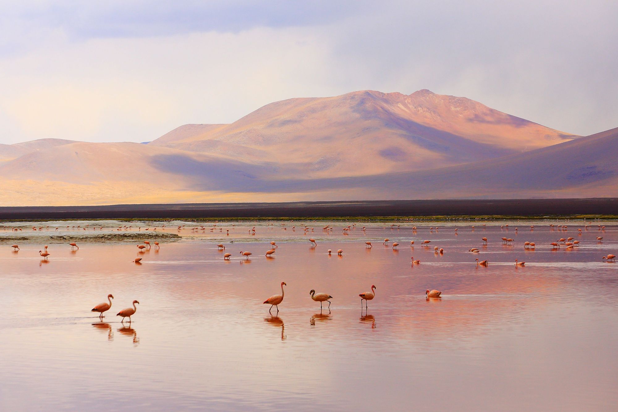 A flock of flamingos wading a lake on the Altiplano, a high altitude area in South America. Photo: Getty