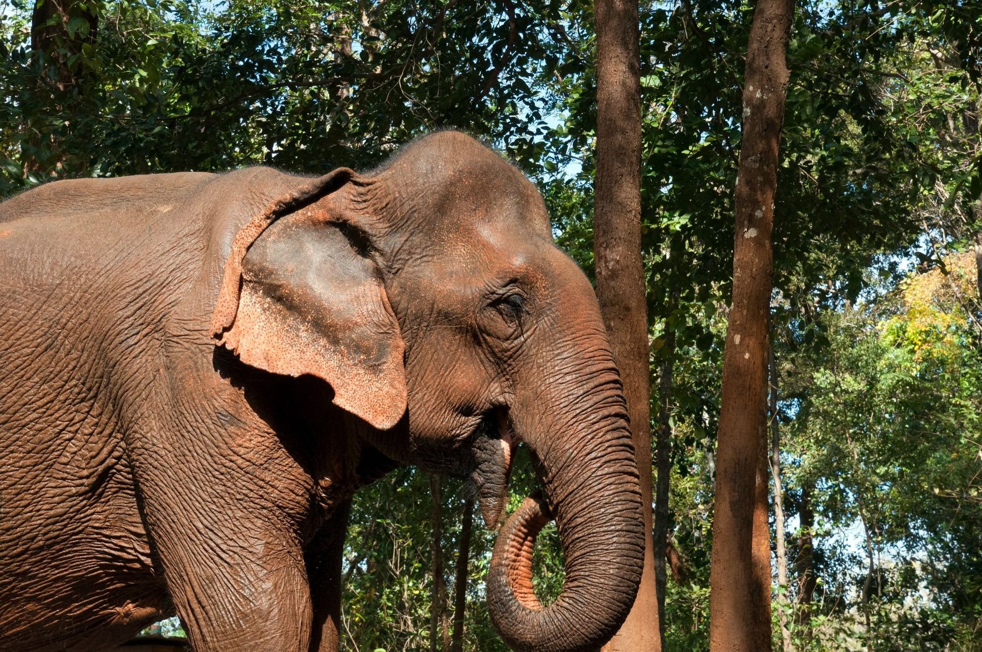 A scene from a day with domesticated elephants, retired to spent time in the jungles of Mondulkiri, Cambodia. Photo: Getty