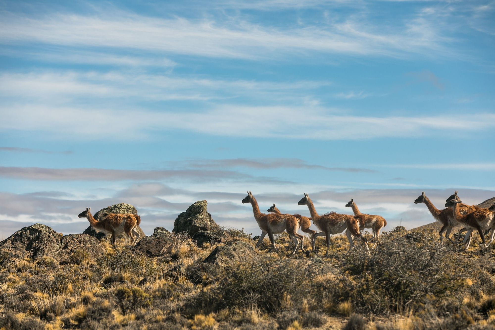 A herd of guanacos, ancestors of the llama, make their way across the plains of Parque Patagonia Argentina. Photo: Estrella Herrera