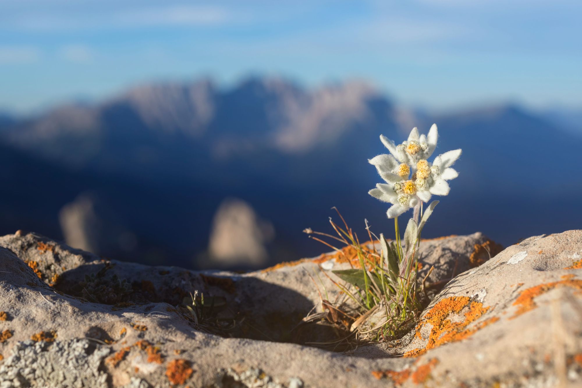 The famous edelweiss flower, which looks almost as though it has been knitted. Photo: Getty