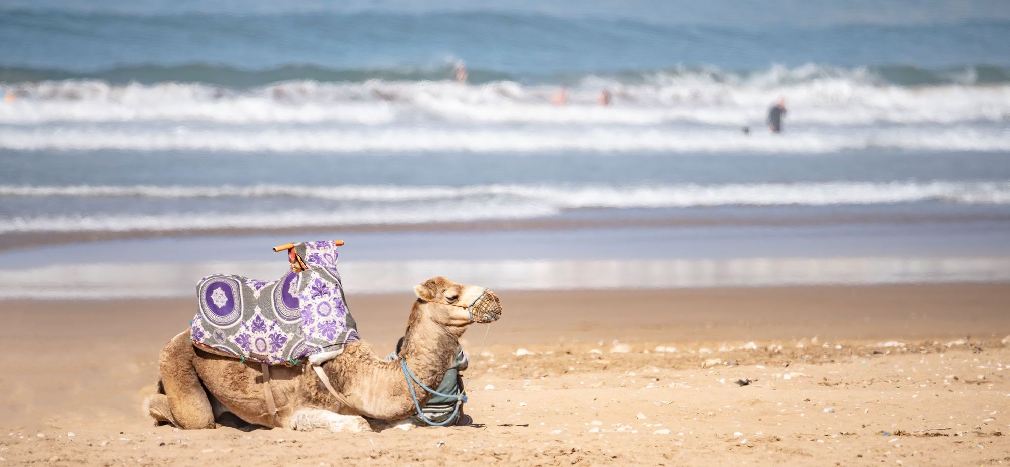 A camel kneels in the sand at Taghazout, a beach in Morocco.
