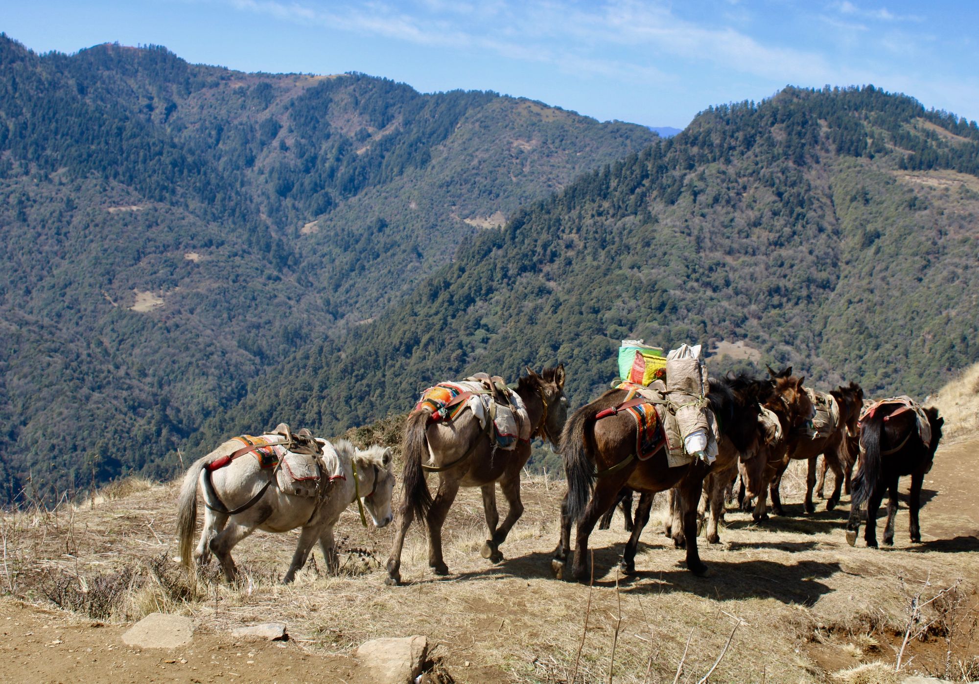 Mules on the Annapurna Sanctuary Route, Nepal.