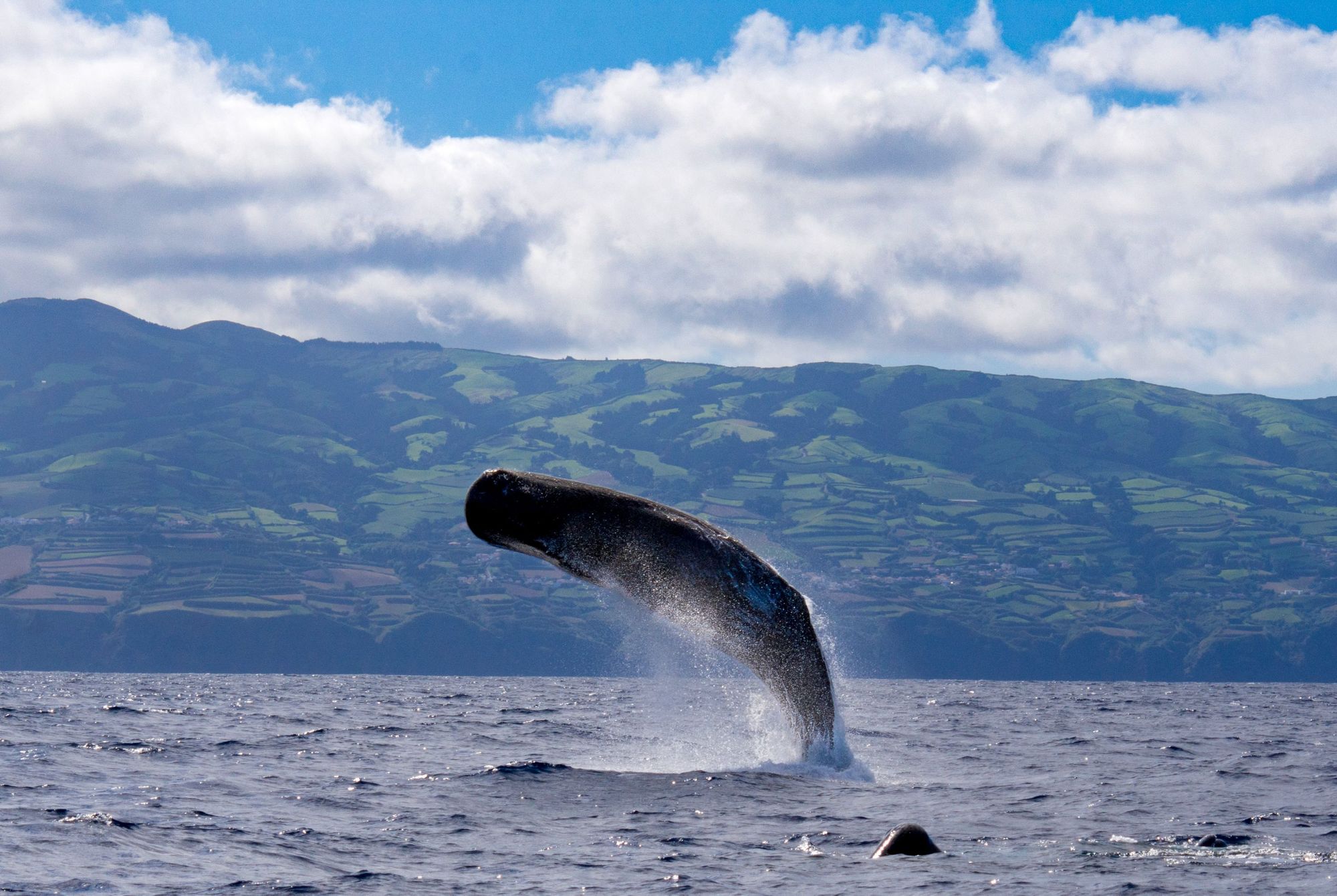 A sperm whale in the Azores.