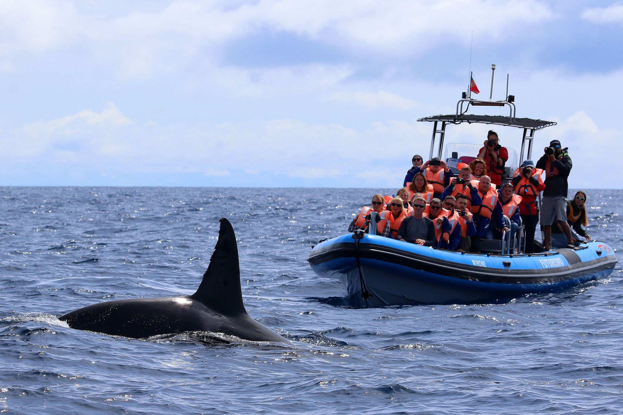 A whale watching boat in the Azores, a killer whale in front.