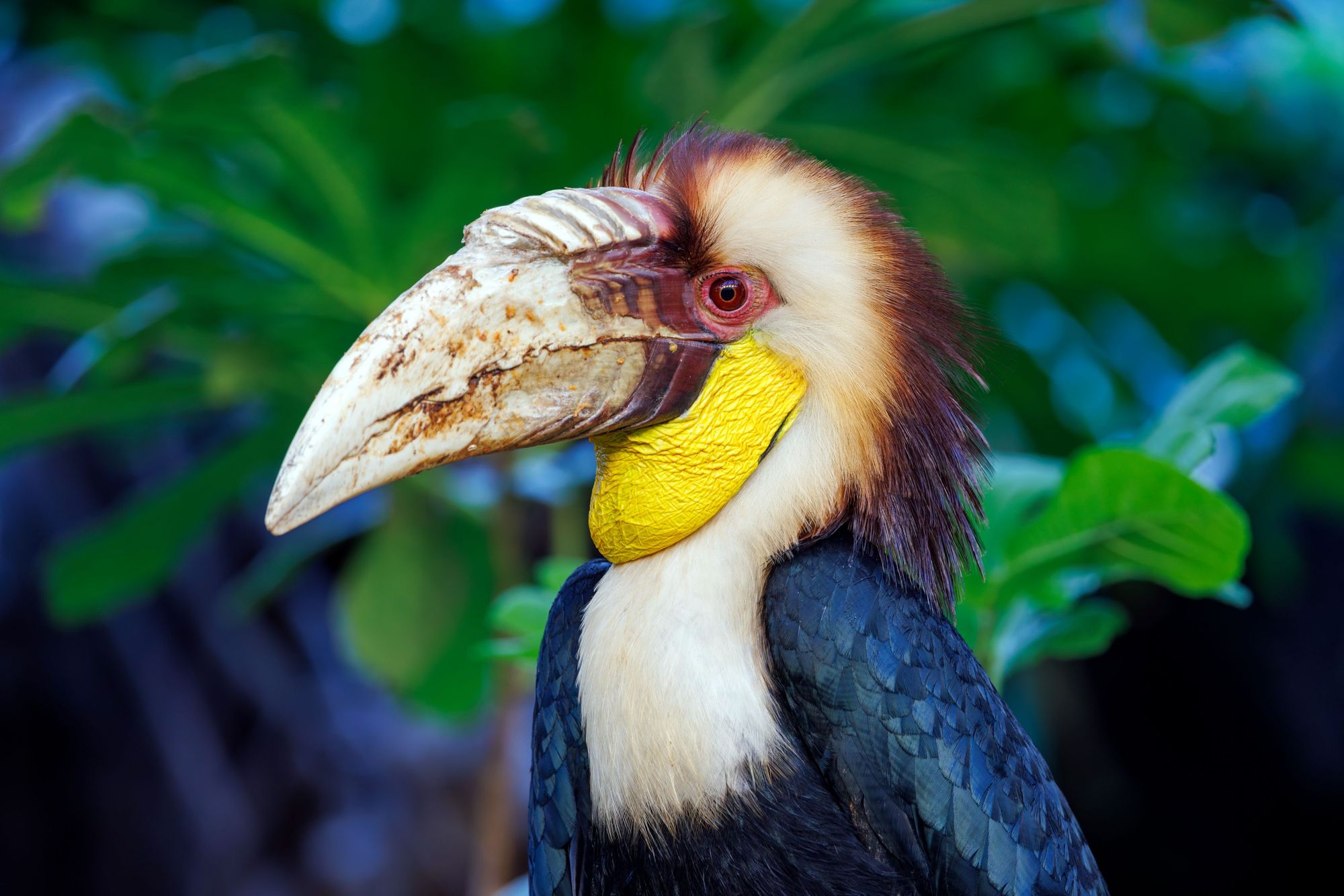 A Hornbill hiding in the trees of Taman Nasional Bali Barat, in Bali. Photo: Getty