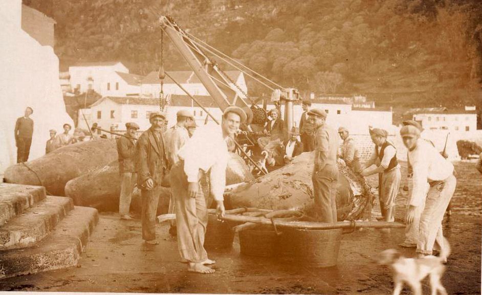 Whalers on São Jorge island, The Azores. Photo: Wikimedia Commons