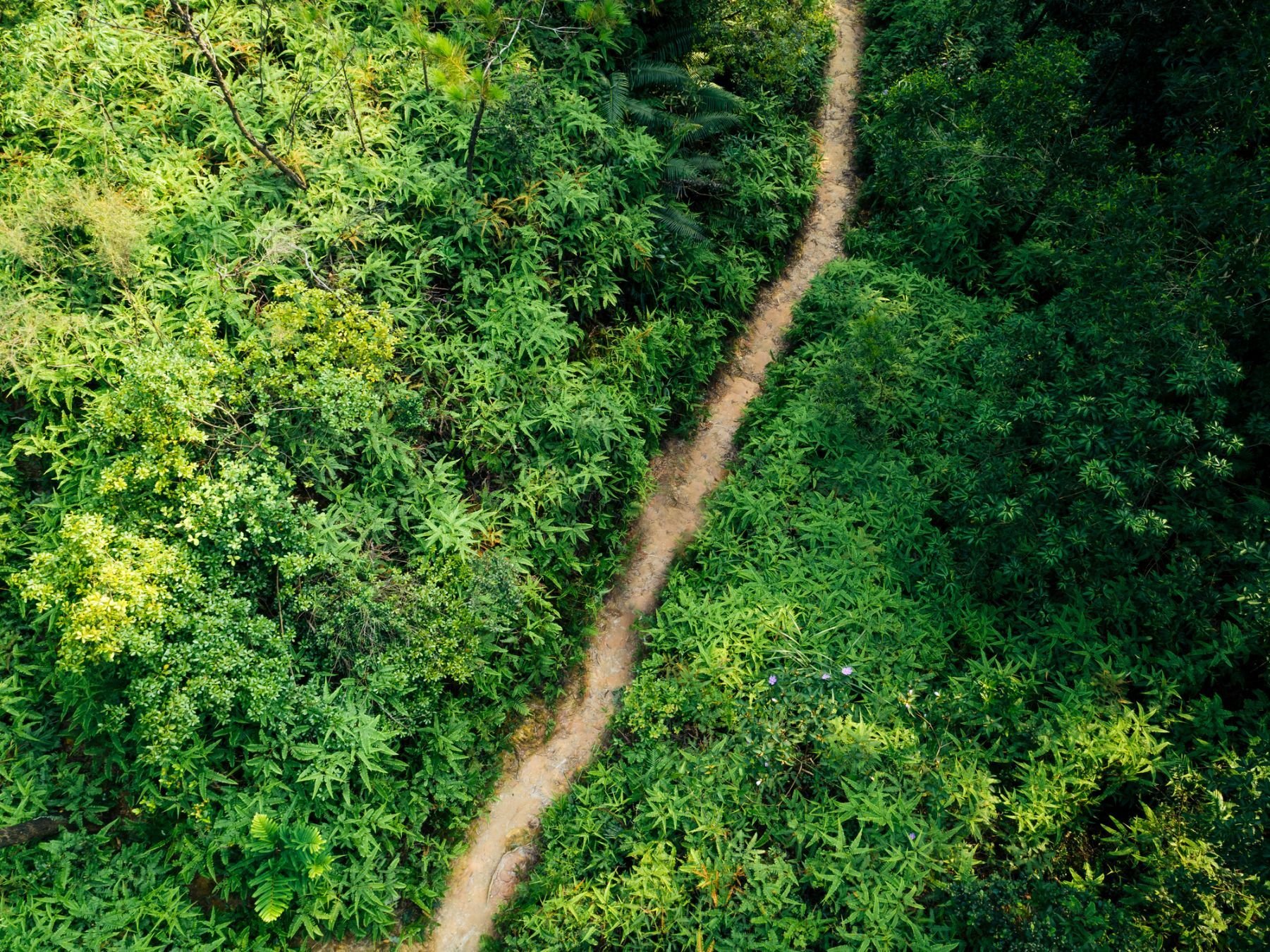 The Waitukubuli Trail winding through the greenery of the Dominican forest.