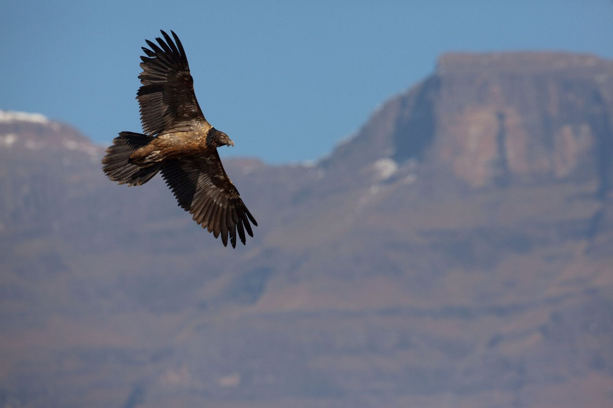 A bearded vulture spotted at the Giant's Castle hide in the Drakensberg Mountains. Photo: Getty.