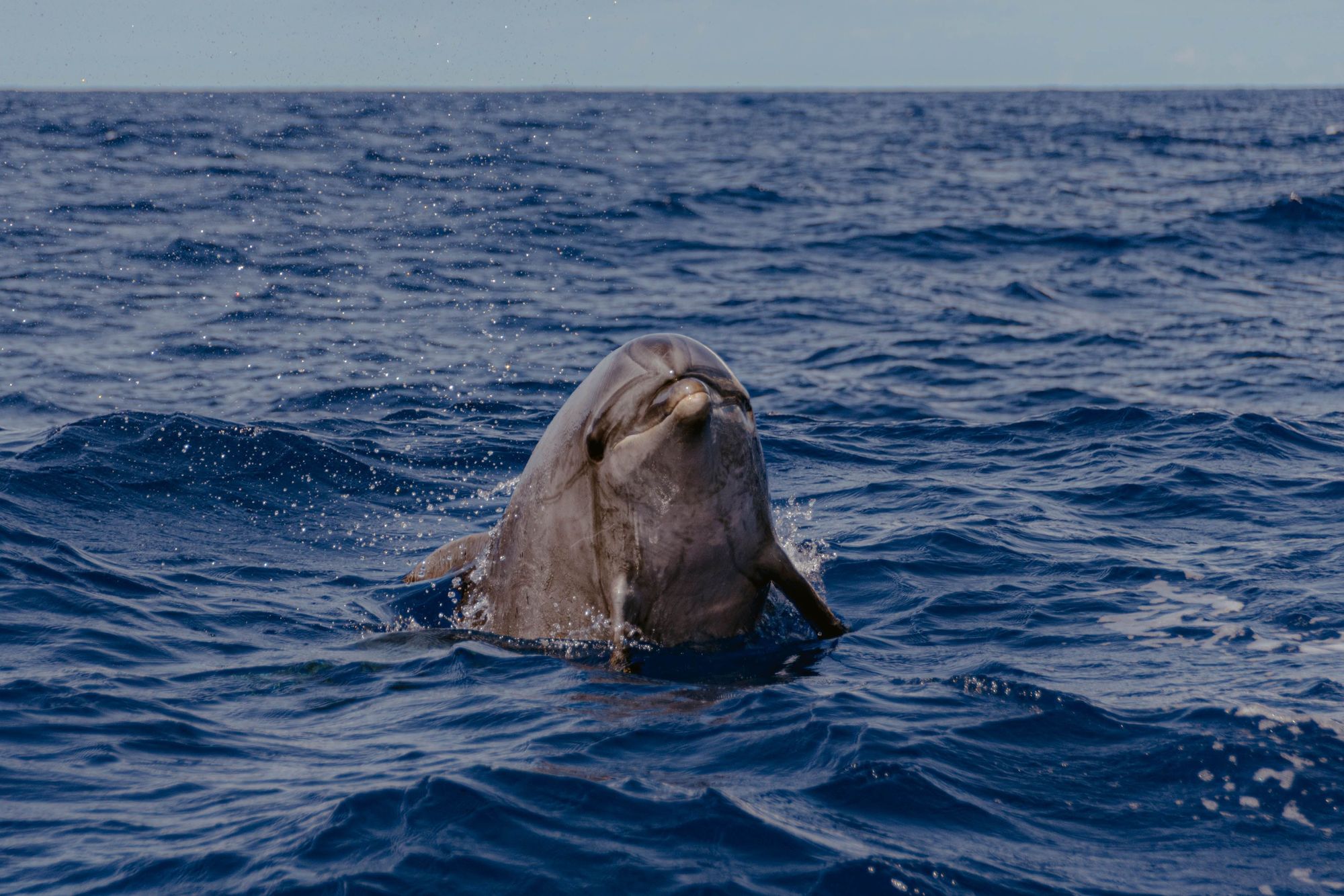 A friendly dolphin emerges from the ocean near São Miguel Island. Photo: Getty.