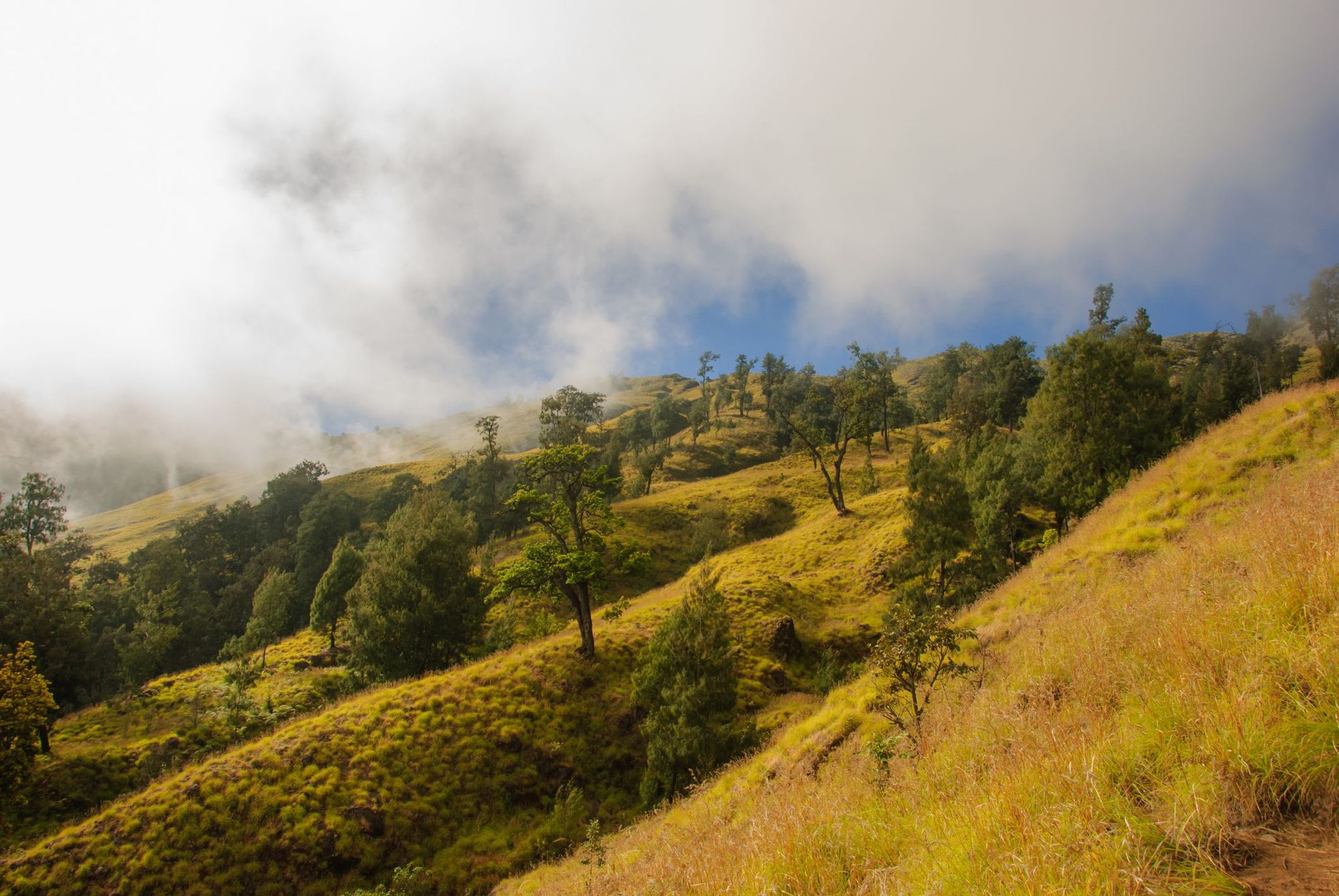 The savannah on the lower slopes of Mount Rinjani, Lombok. Photo: Getty.