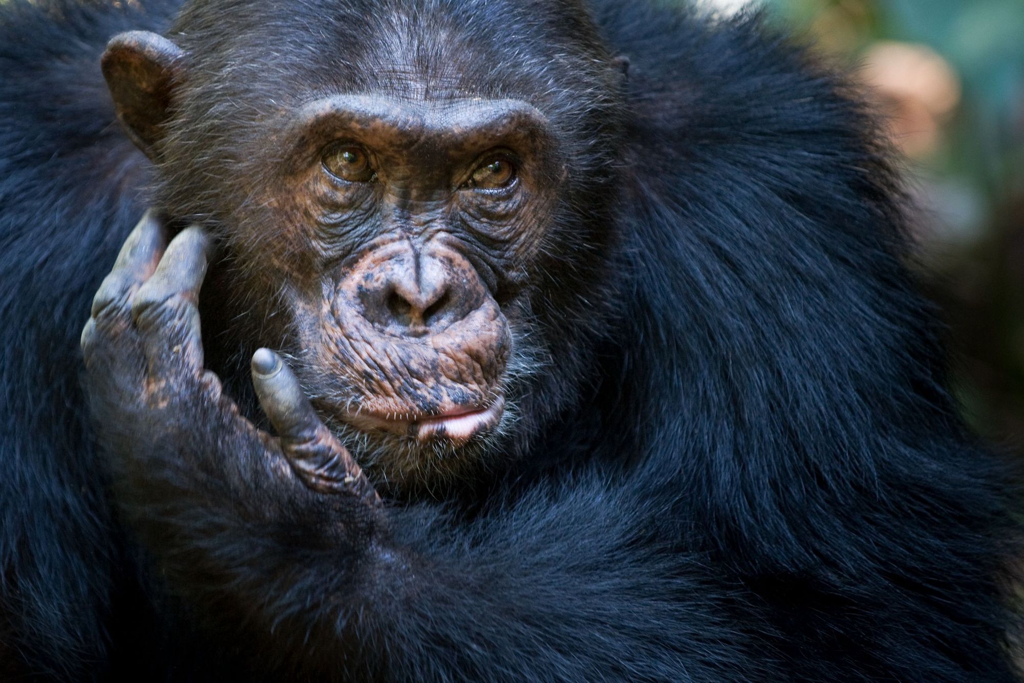 The largest colony of eastern chimpanzees in the world can be found in Mahale Mountains National Park. Photo: Getty