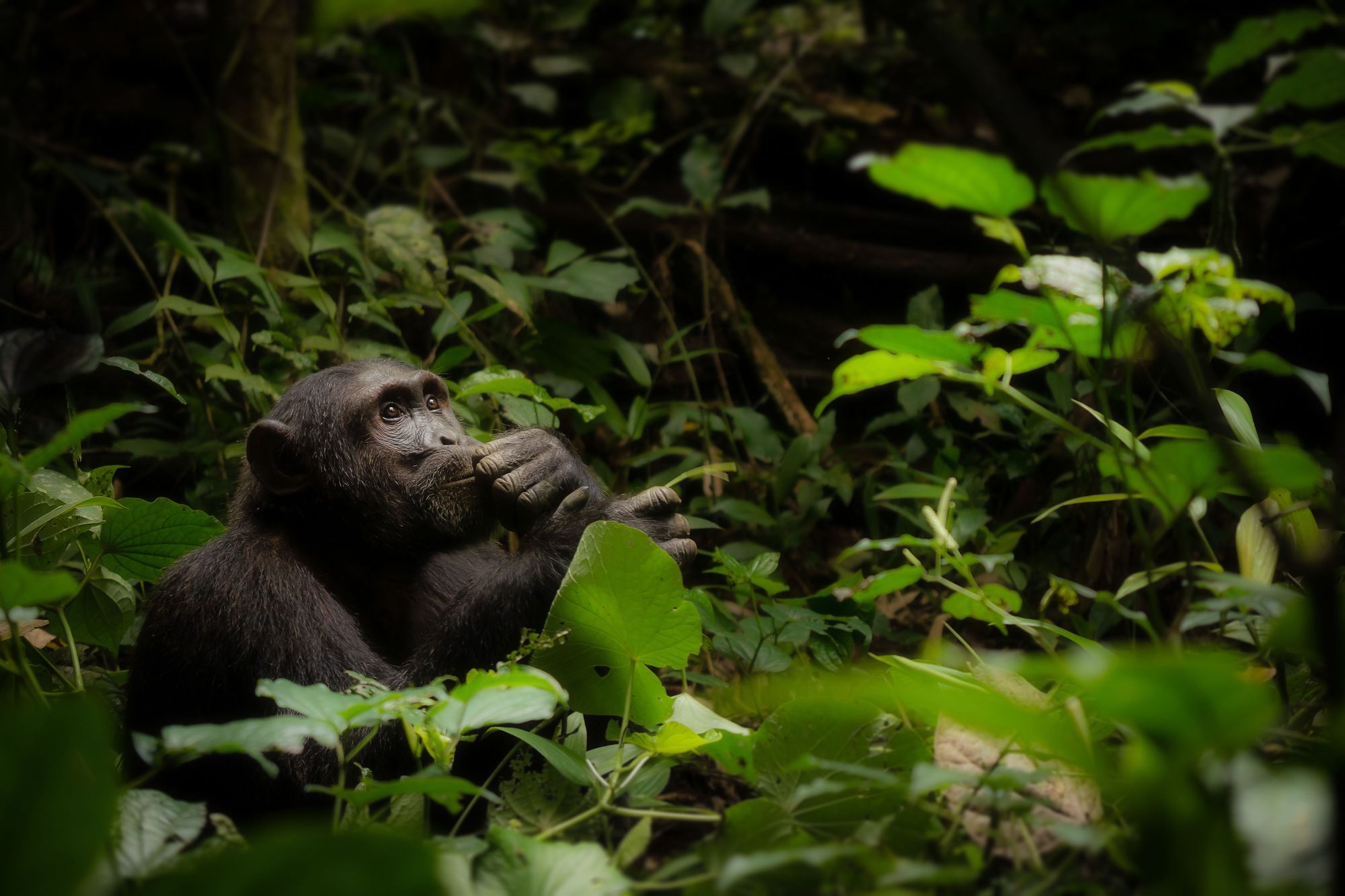A chimpanzee looks thoughtfully up at the forests of Tanzania. Photo: Getty
