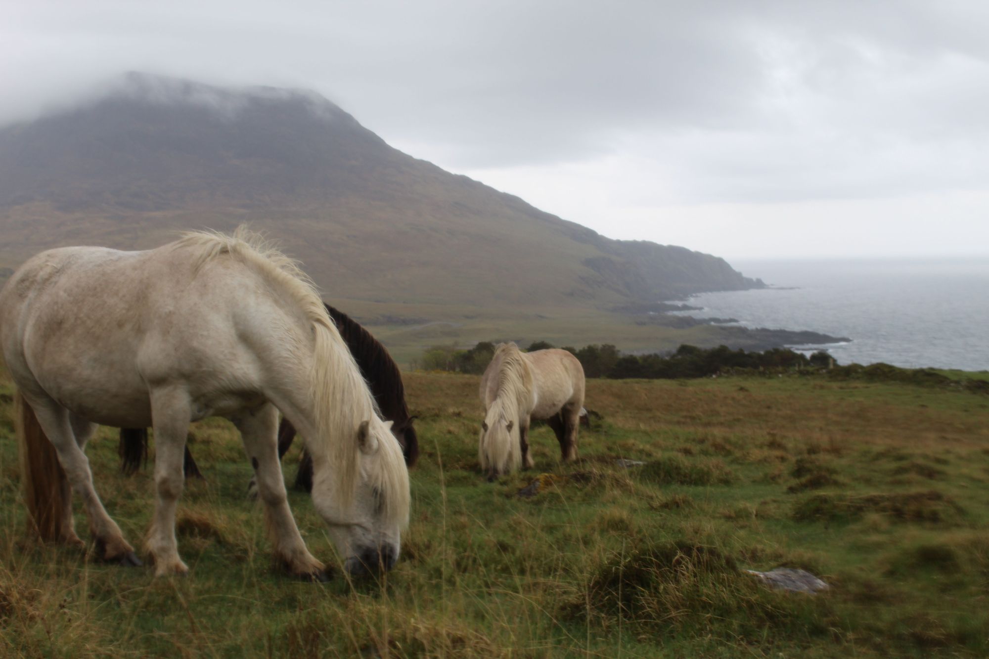 A band of wild ponies graze on the grass above the coastline of Harris on the island of Rum. Photo: Stuart Kenny