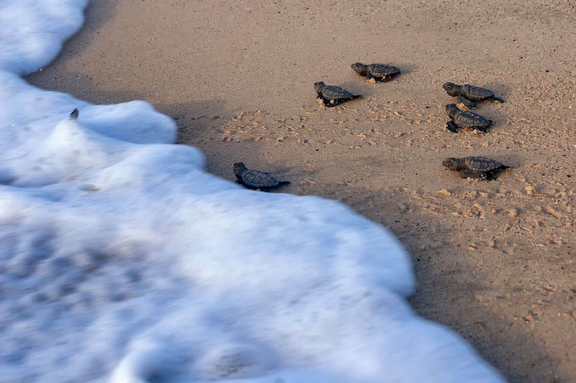 Turtle hatchlings heading down to the ocean. Photo: Shutterstock