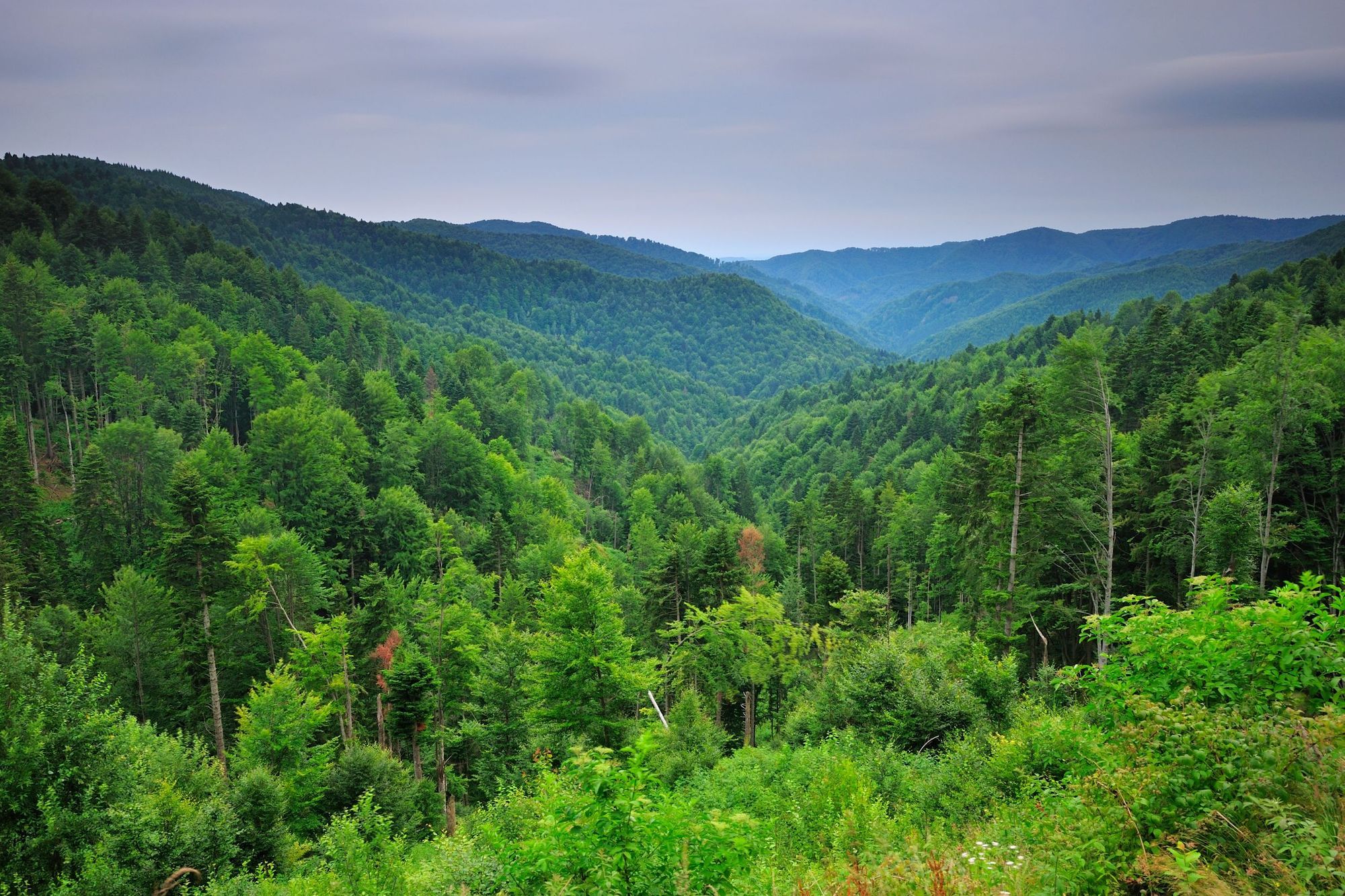 The blanketing canopy of the Southern Carpathians in an area not impacted by logging. Photo: Mossy Earth