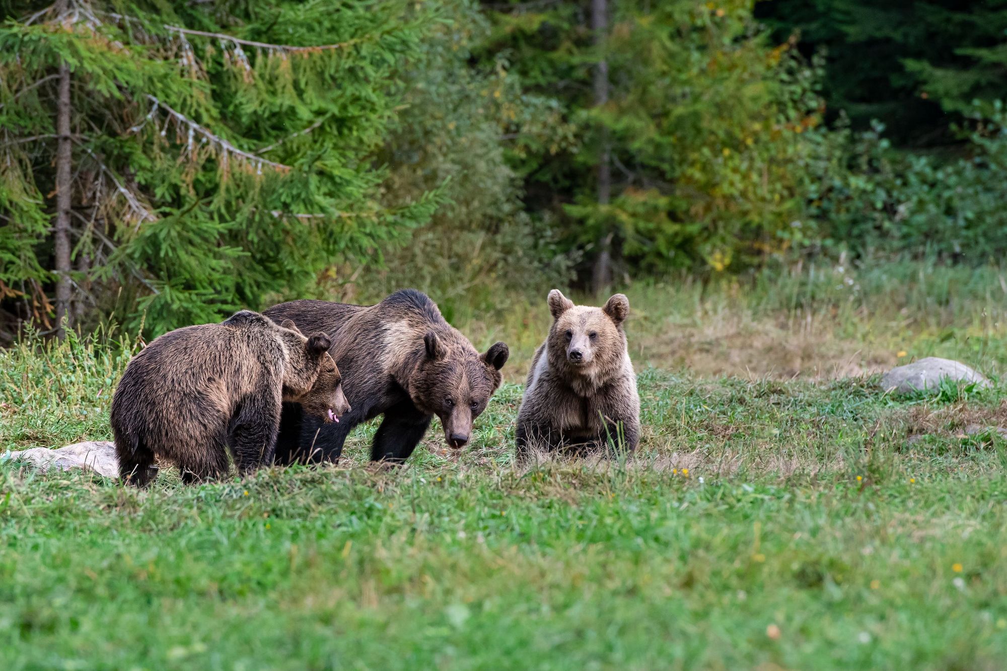 Three bears sit in a forest in Romania