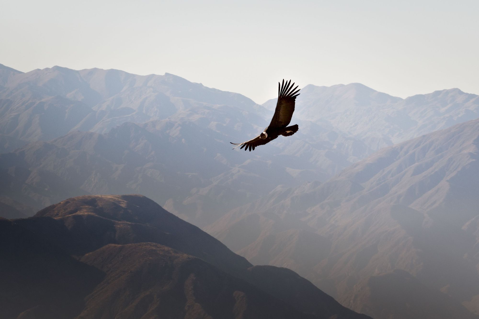 An Andean condor soaring over the Andes montains near Tupungato, province of Mendoza, Argentina. Photo: Getty