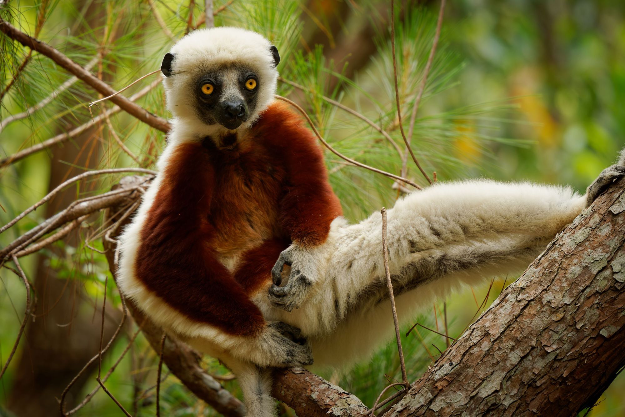 A Coquerels Sifaka lemur, native to northwest Madagascar, which it's possible to see in Ankarafantsika national park. Photo: Getty