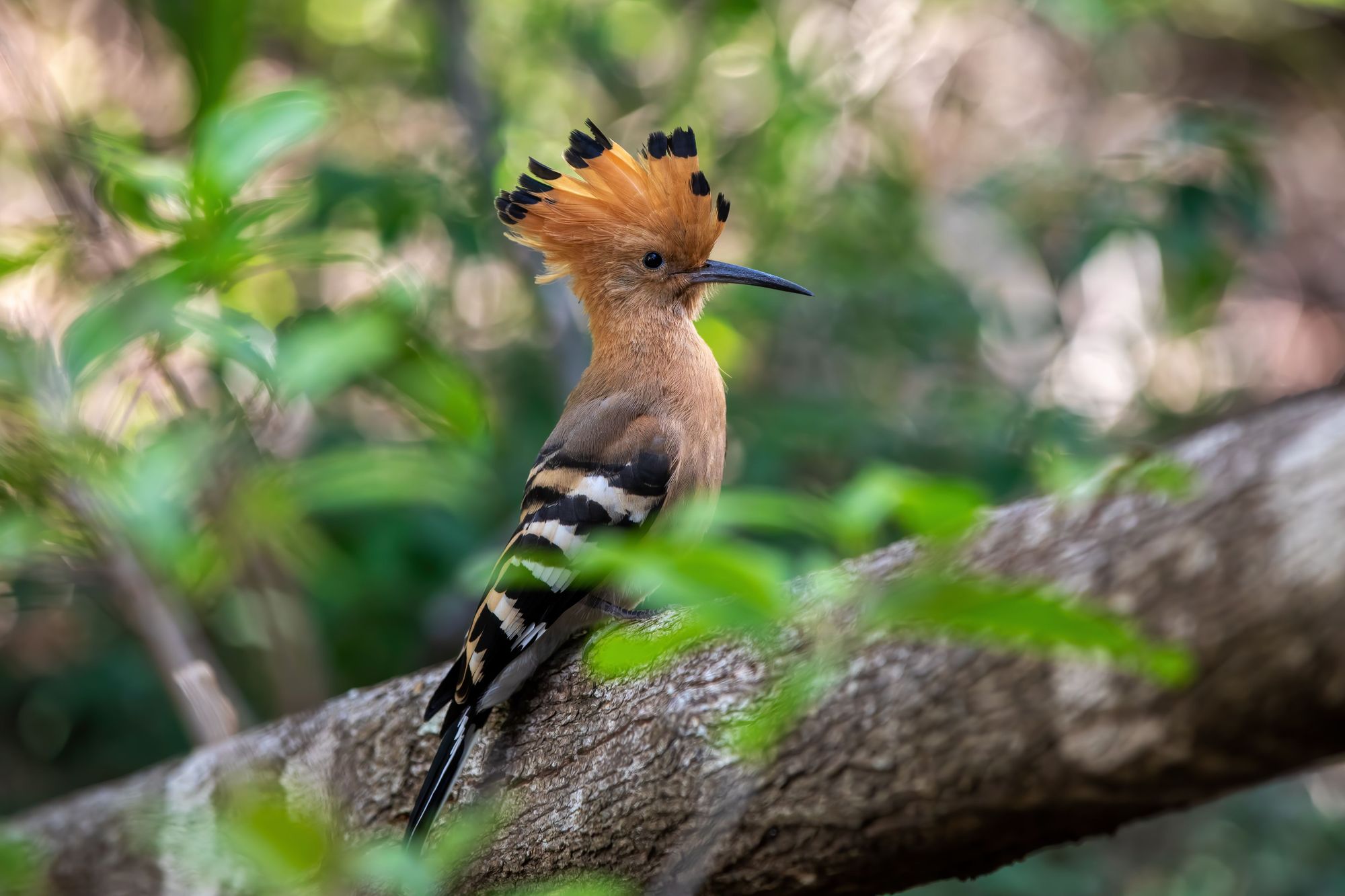 An endemic Madagascar hoopoe spotted in Isalo National Park.  Photo: Getty