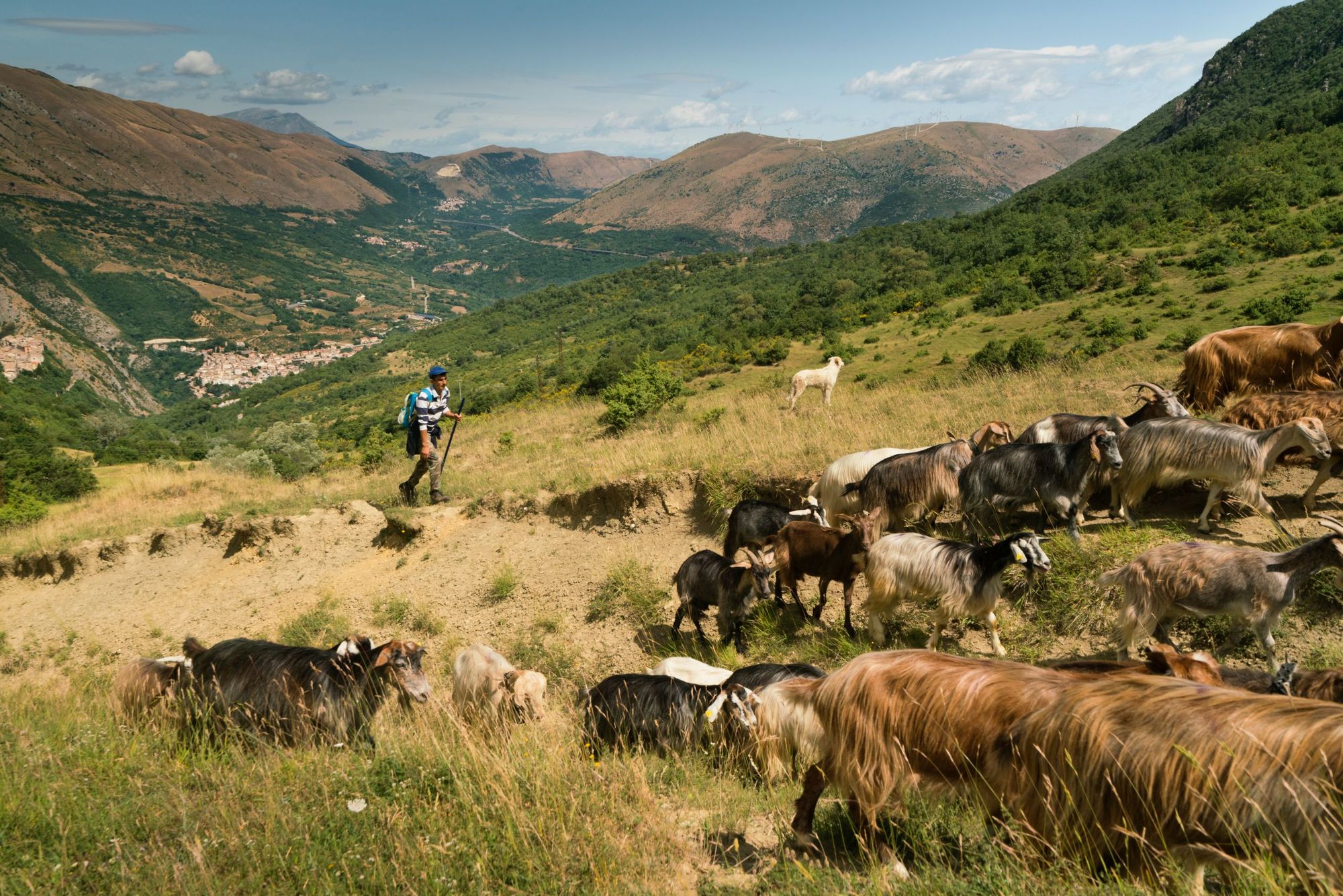 A shepherd and his flock make their way through the Abruzzo Mountains. Photo: Getty