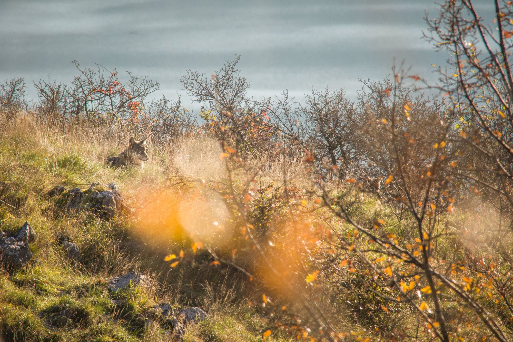 An Apennine wolf hides in the long grass, waiting for its next meal. Photo: Getty