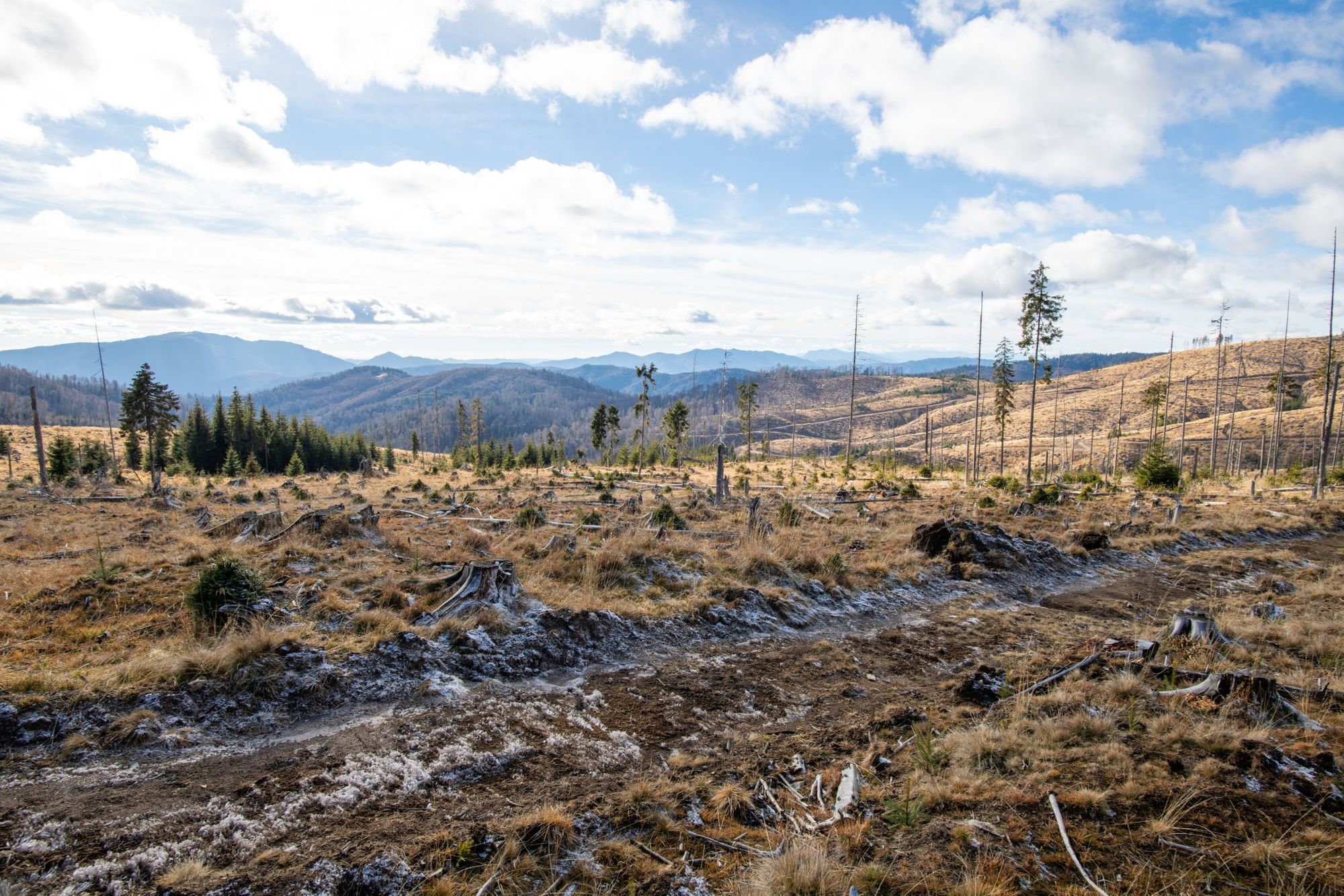 An example of one of the clear-cut gaps which has been re-planted by the charity. Photo: Mossy Earth