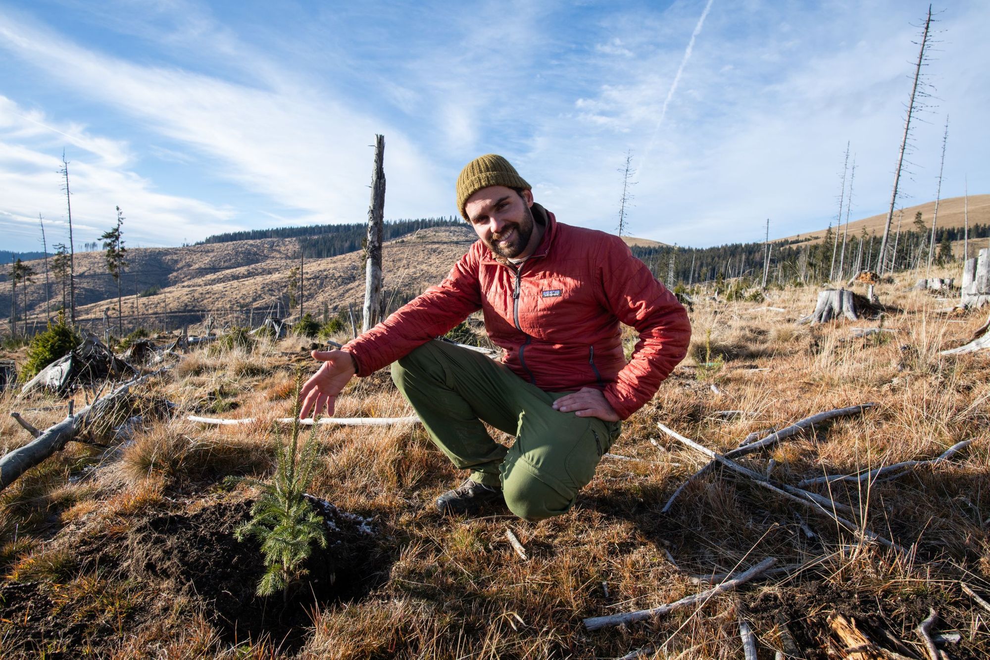 A tree planted by Mossy Earth in the Carpathian Mountains in Romania. Photo: Mossy Earth