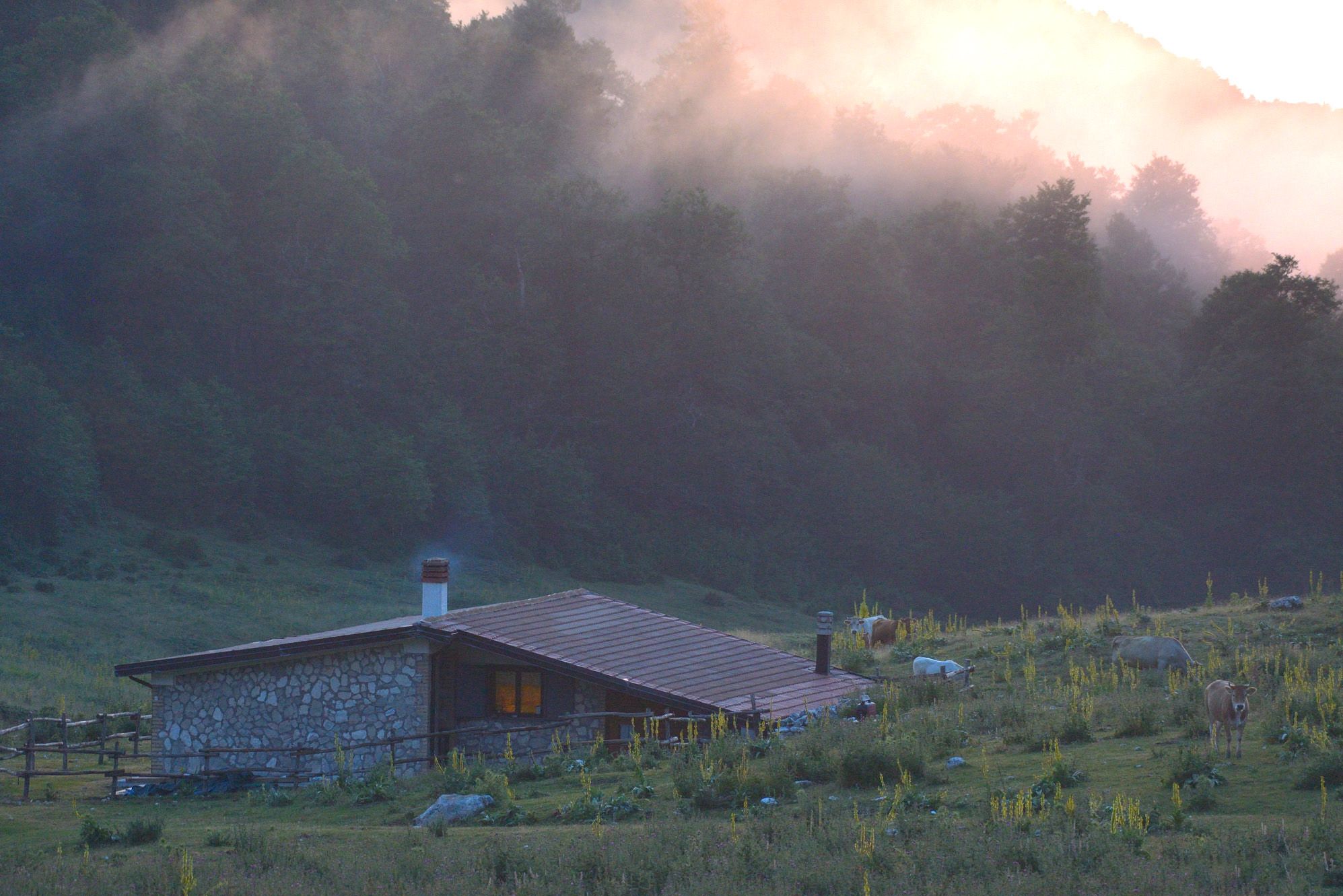 Mist descends on the forests above Rifugio Terraegna, on a saddle in Abruzzo National Park. Photo: Wildlife Adventures