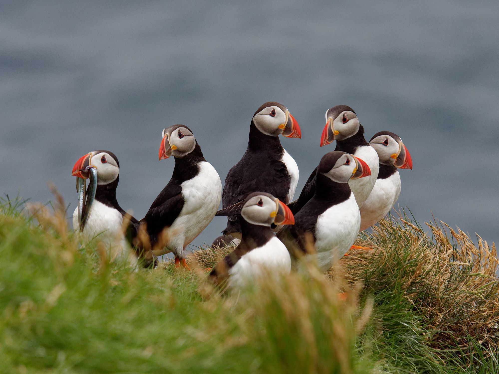 Puffins on the Westman Islands. Photo: Getty.