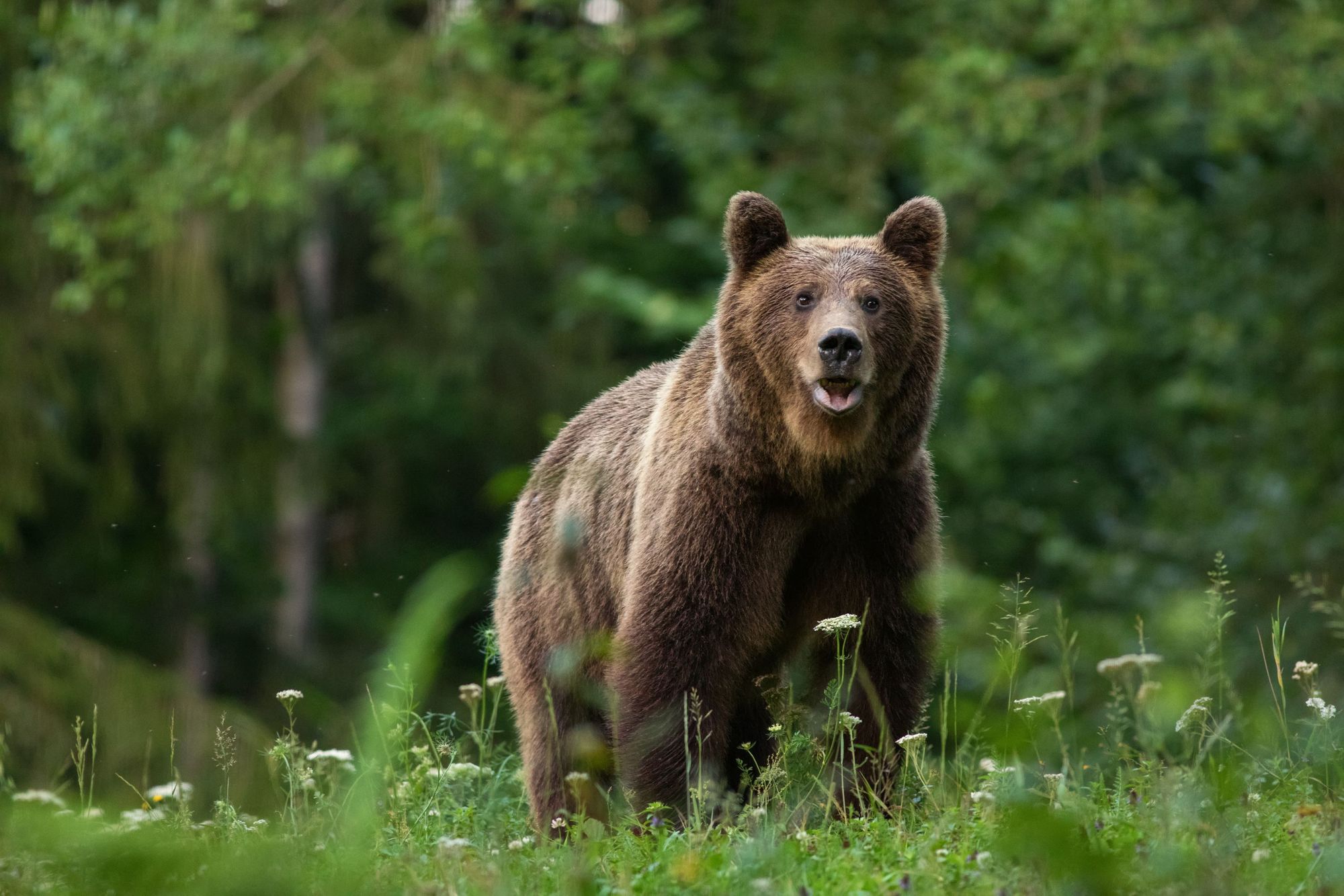 The majority of Europe's brown bear population can be found in the Carpathian Mountains of Romania. Photo: Getty