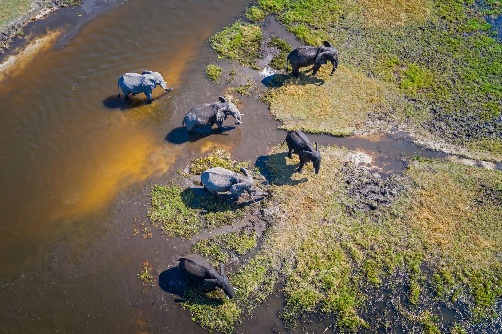 Elephants walk through the remarkable Okavango Delta, one of the wildest and most vibrant places on planet Earth. Photo: Getty