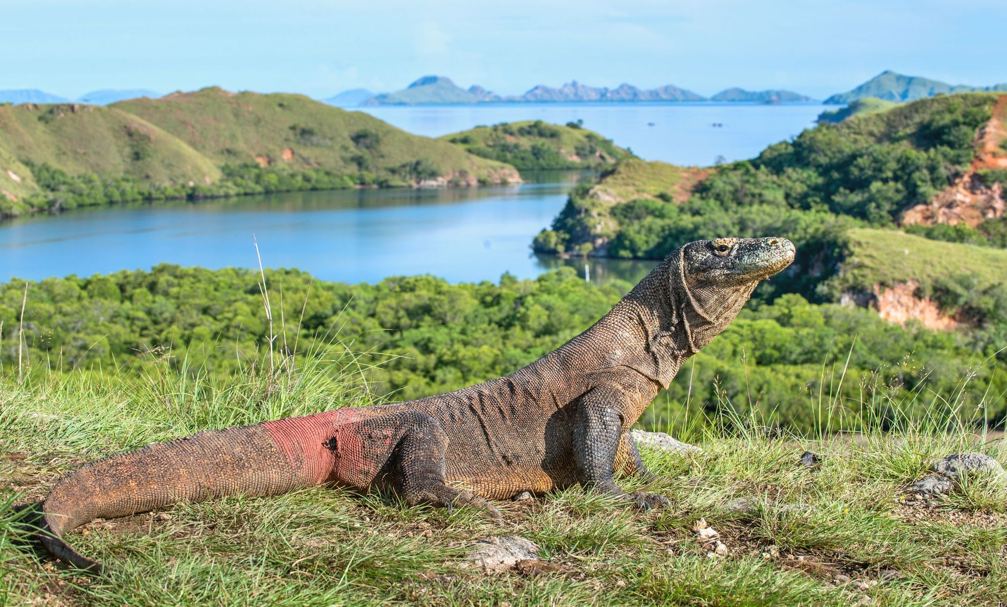 The Komodo dragon (Varanus komodoensis) in its natural habitat in Indonesia. This is the biggest living lizard in the world. Photo: Getty