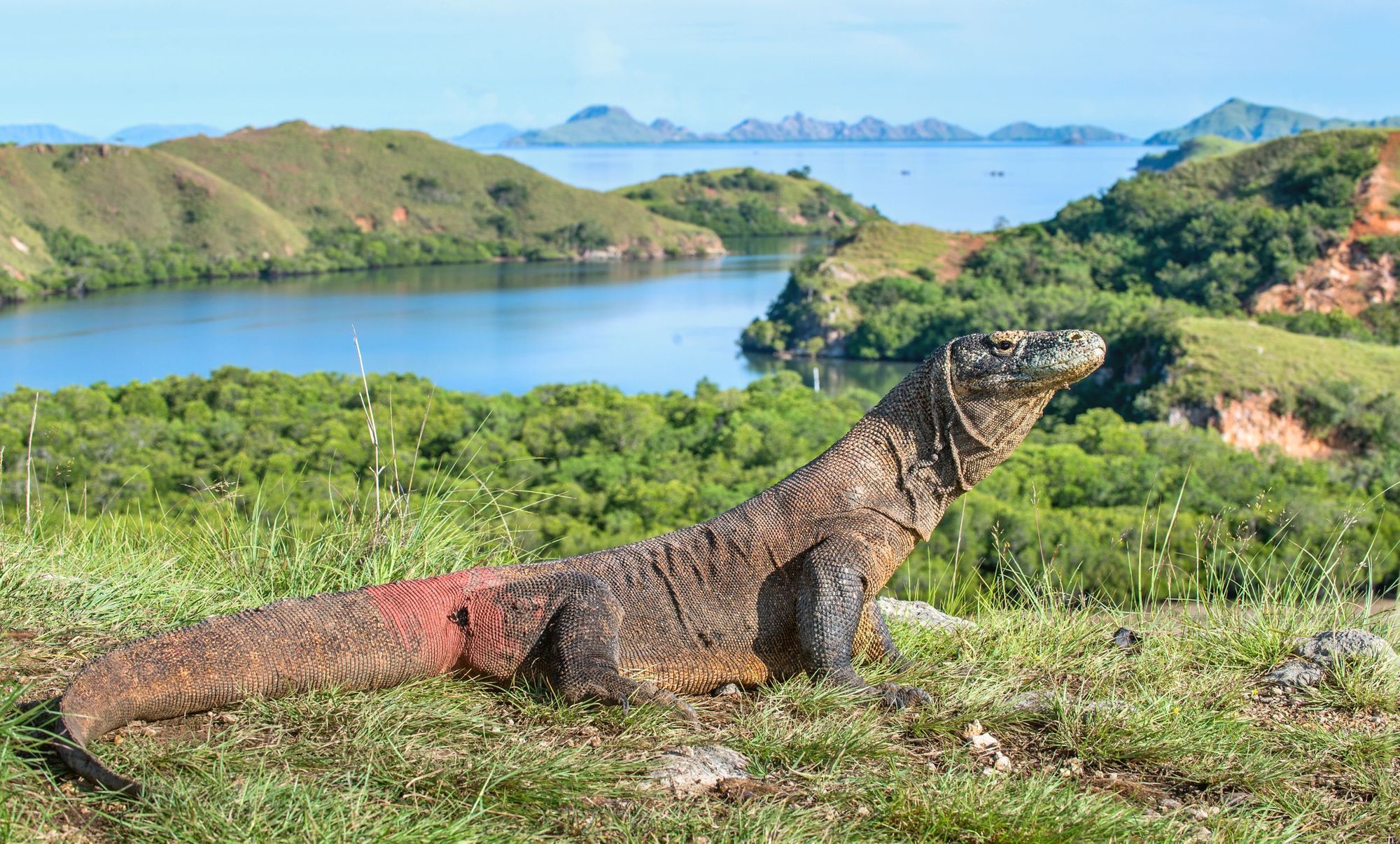 Komodo, salah satu dari 1.300 ekor yang tersisa di dunia.  Mereka endemik di Indonesia.  Foto: Getty