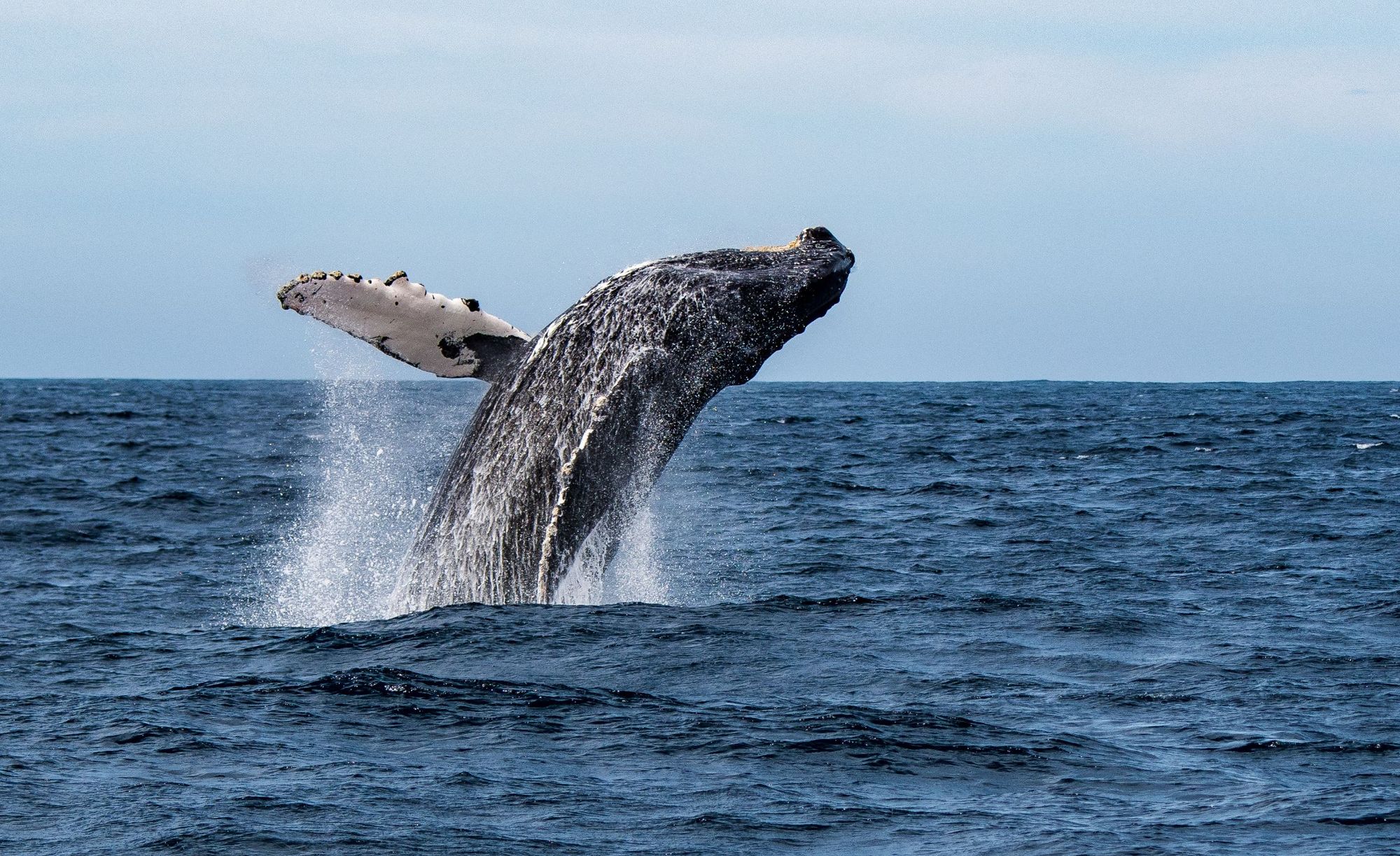 A humpback whale leaps from the water. Photo: Getty