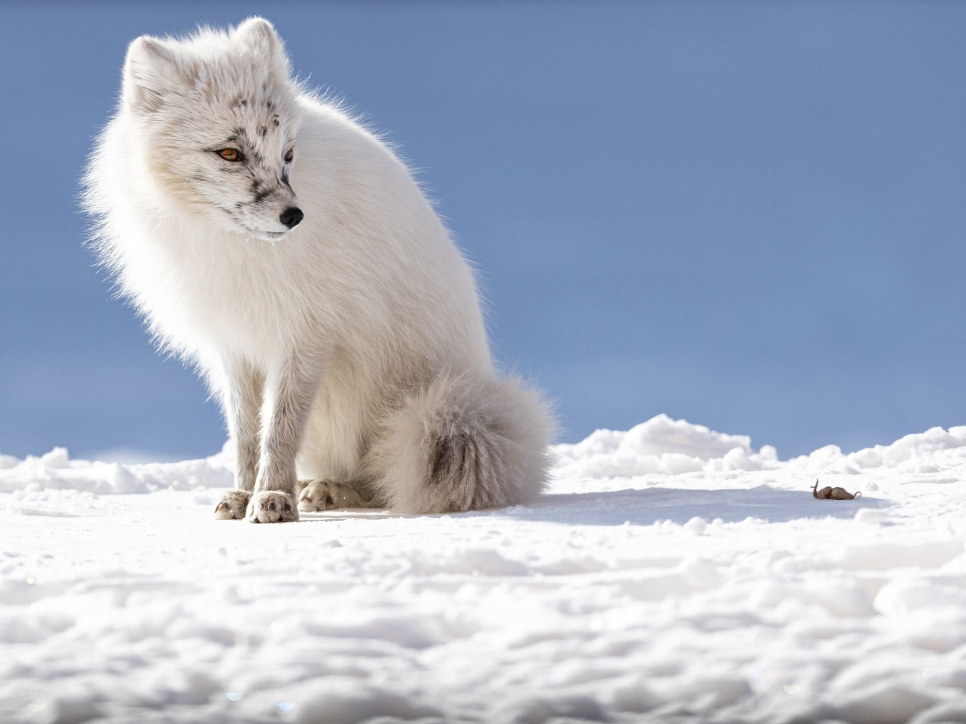 An arctic fox sits in the snow of Svalbard in winter. Photo: Getty