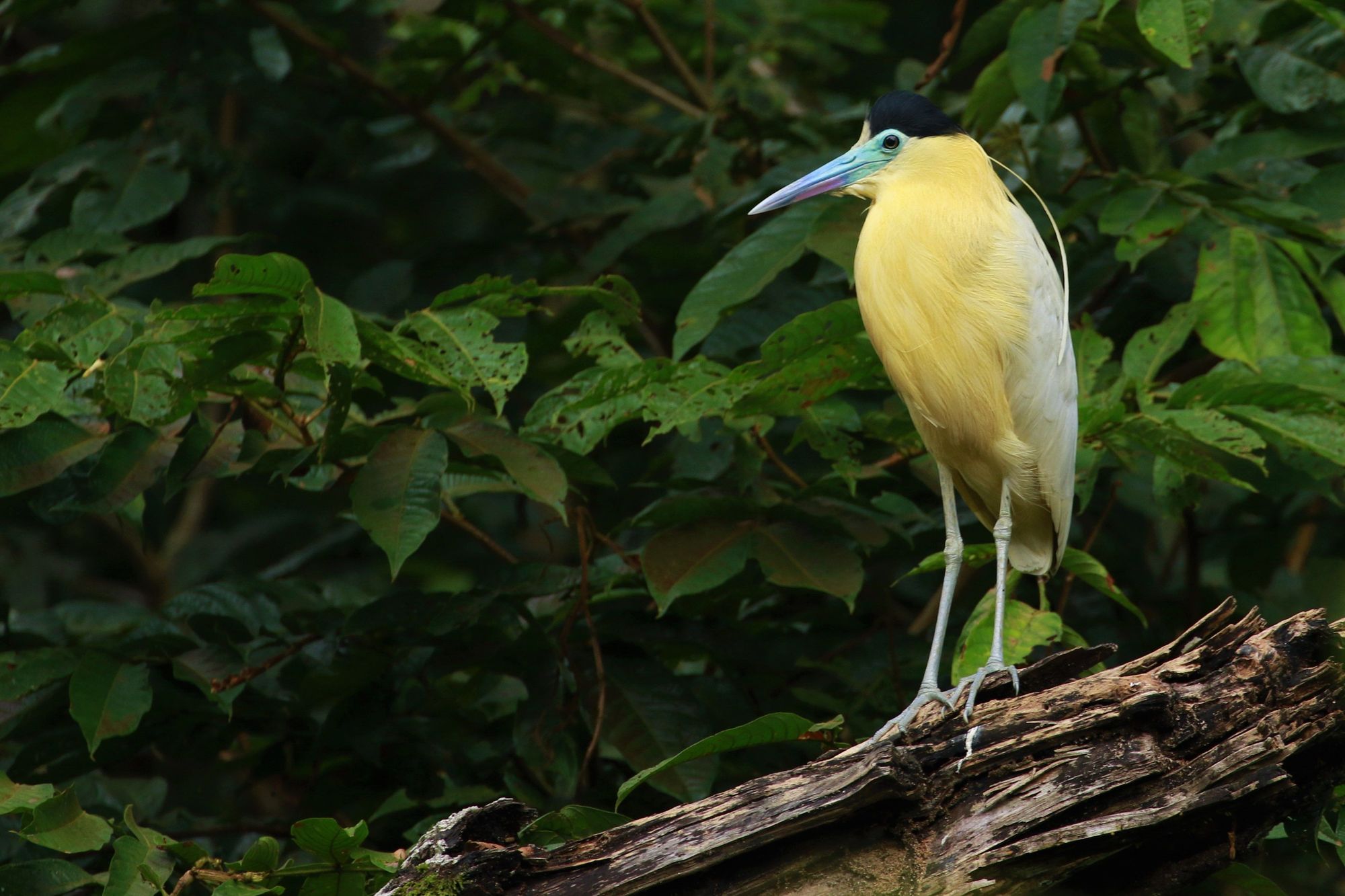 A capped heron gears up to spear a fish in Yasuni, one of the most biodiverse places on earth. Photo: Getty