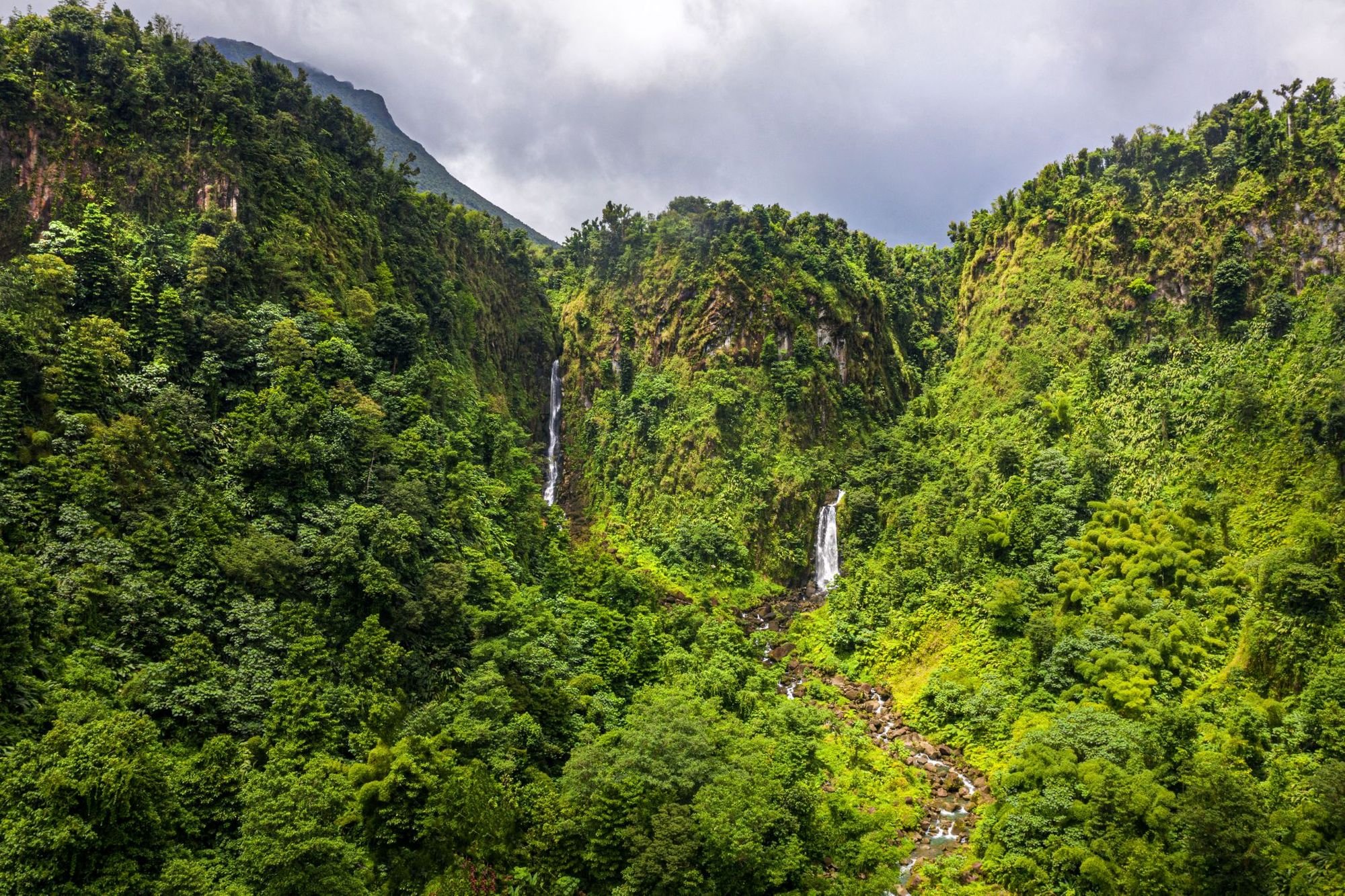 A vast array of wildlife can be found in the jungles and around the waters of Dominica. Photo: Getty