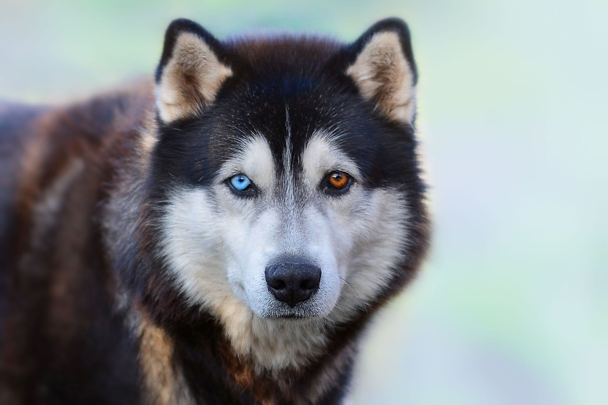 Husky sledding through the forests of Norway in the snow. Photo: Getty