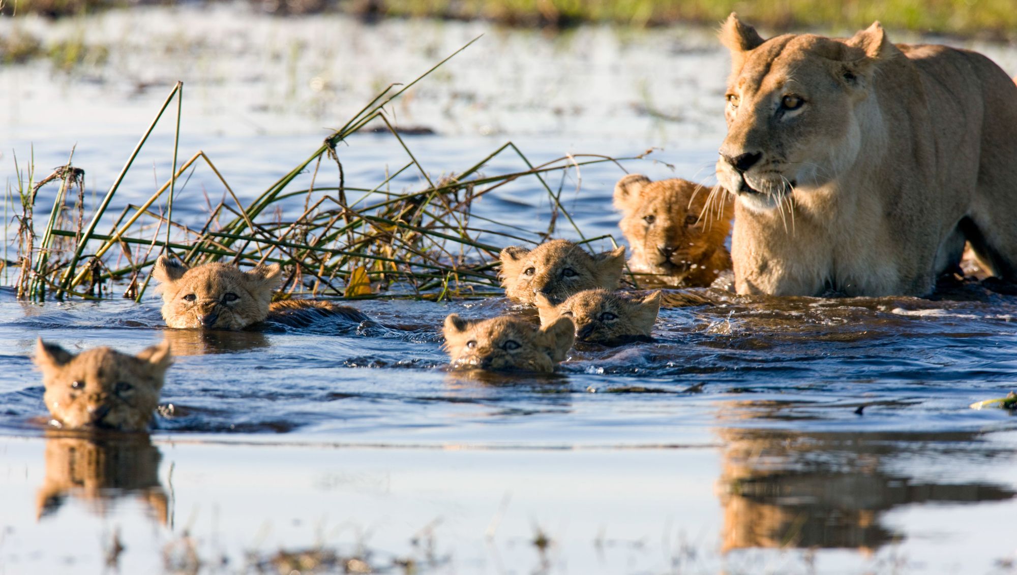 A lioness guides her litter of cubs through the water of the Okavango in Botswana. Photo: Getty