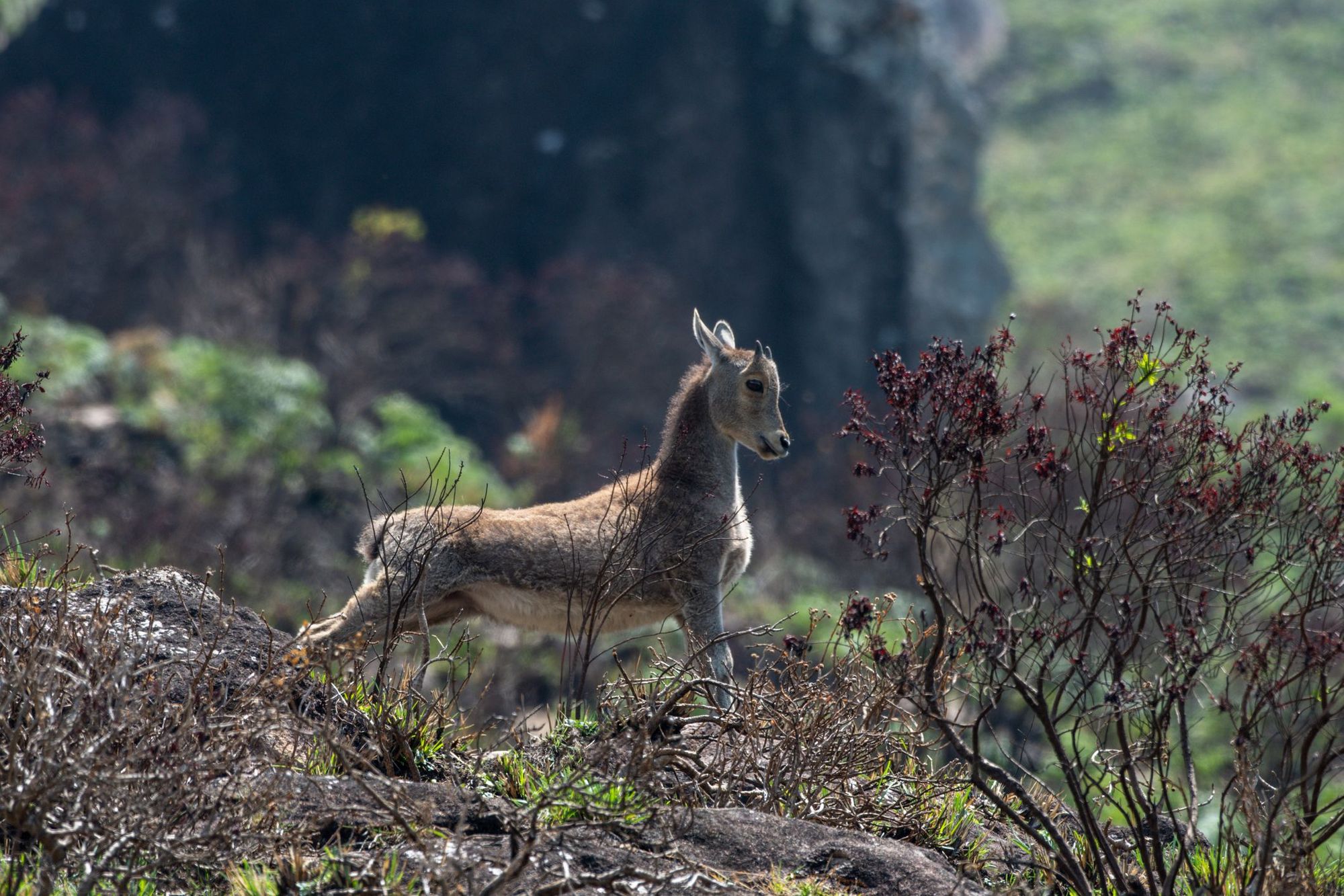 The Nilgiri tahr in Eravikulam National Park, Kerala.