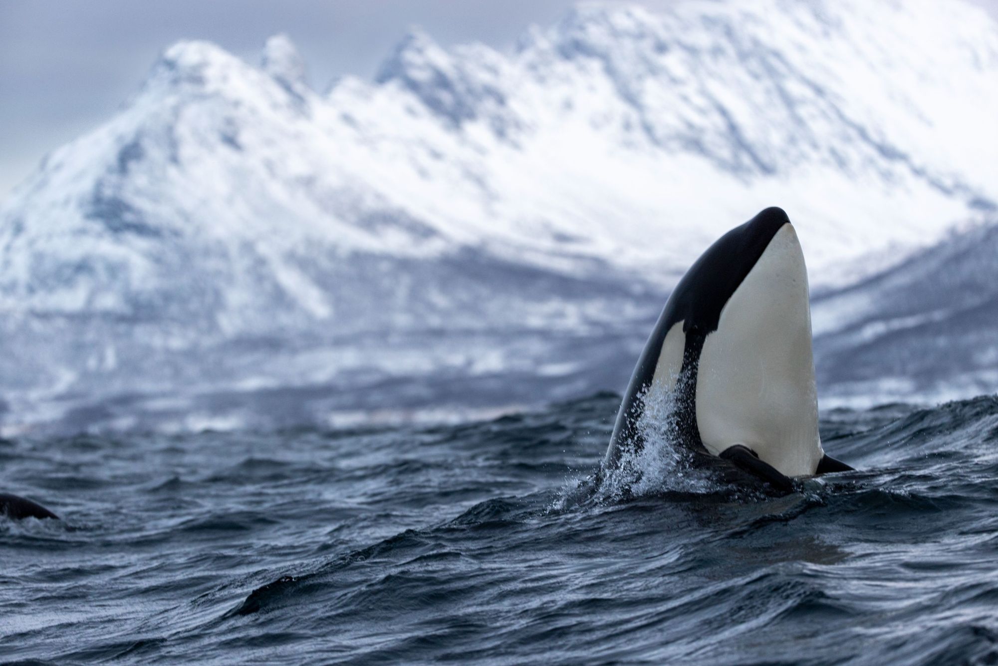A killer whale surfaces off the coast of Tromsø, Norway. Photo: Getty