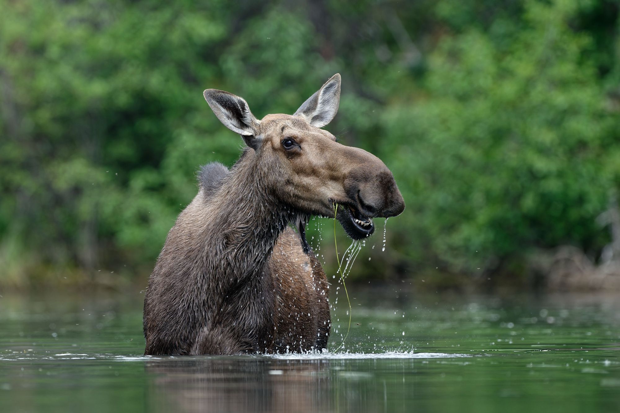 A cow moose feeding in the waters of the Yukon Valley. Photo: Getty