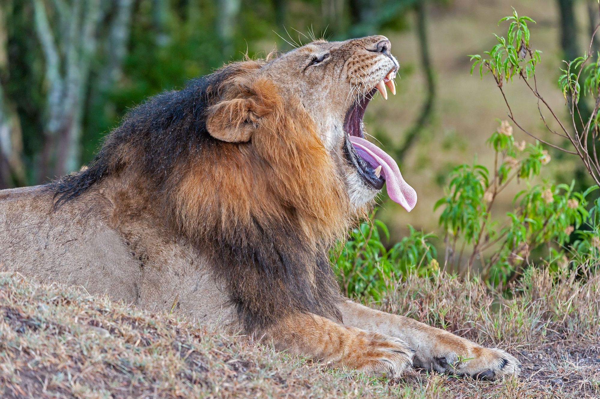 An African lion yawns in the Ol Pejeta Conservancy in Kenya. Photo: Getty