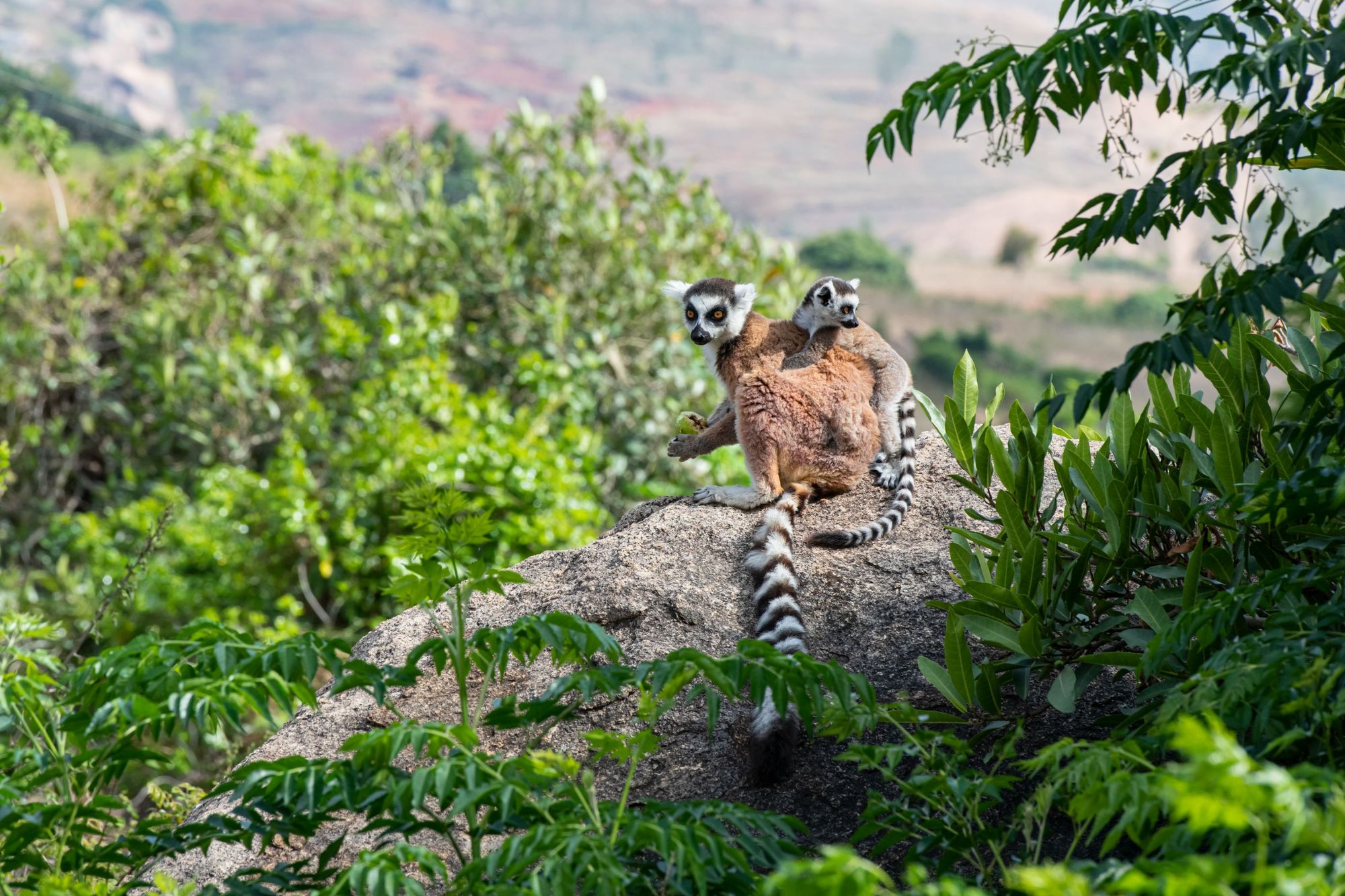 Two ring-tailed lemurs sitting on a rock, with the child climbing on the mother's back. Photo: Getty