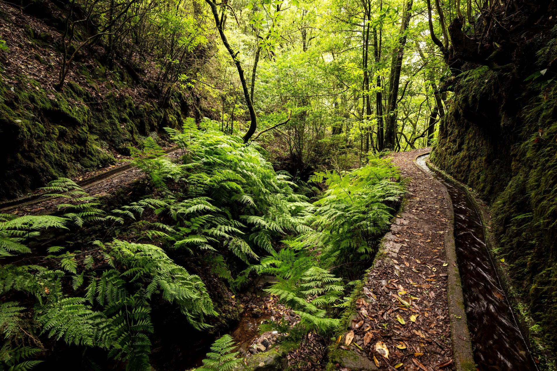 The leafy water channel and footpath of the Levada dos Cedros hiking trail in Madeira. Photo: Getty
