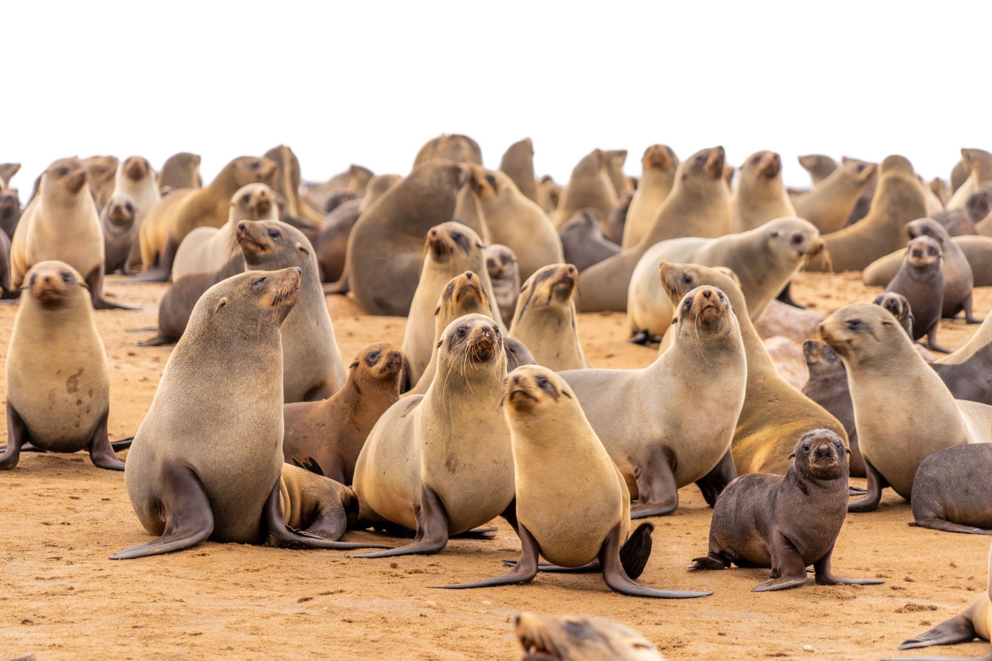 A seal colony, including baby seals, on the sands of Namibia. Photo: Getty