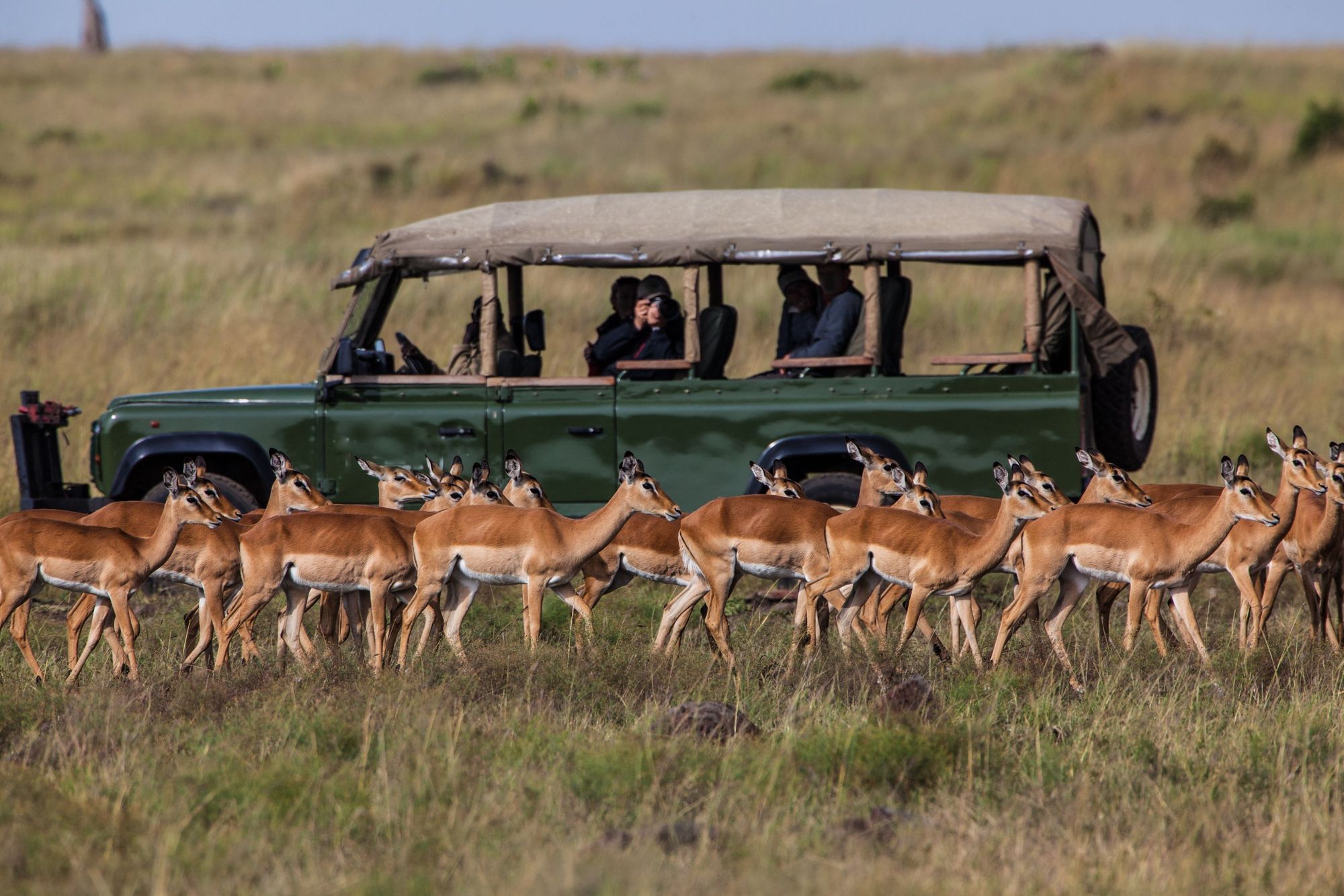 A safari car stops as a herd of Impalas pass in the Masai Mara National park in Kenya. Photo: Getty