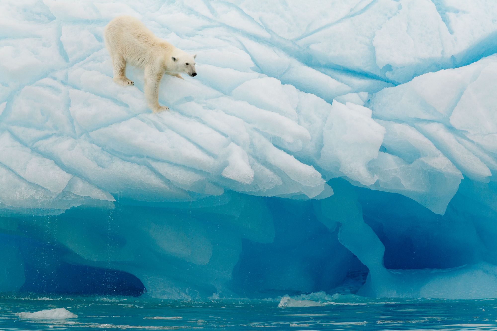 You would be a lucky person to spot this sight; a polar bear looking for food in the waters of Svalbard. Photo: Getty