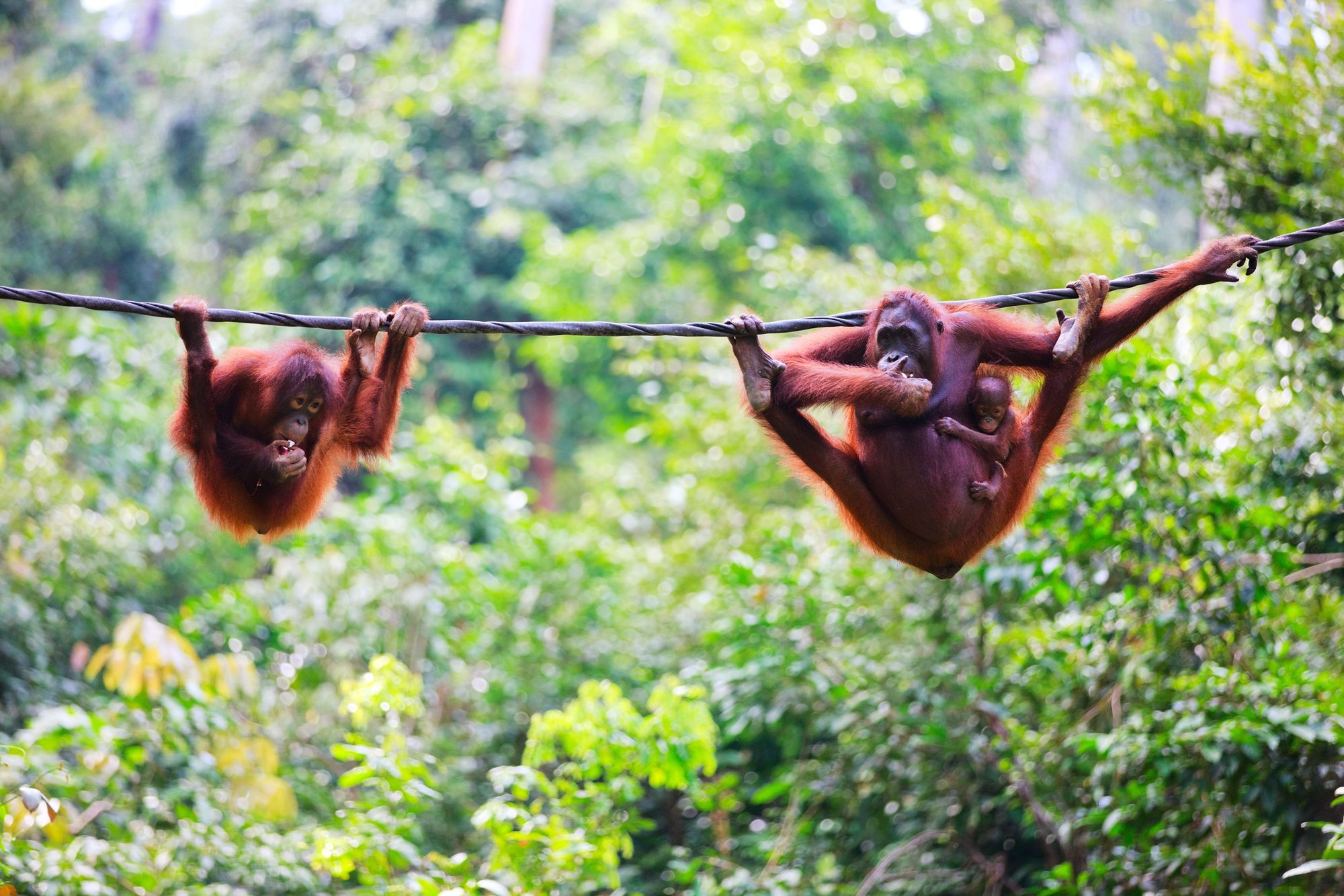 A couple of orangutans hanging out on a rope in Borneo. Photo: Getty